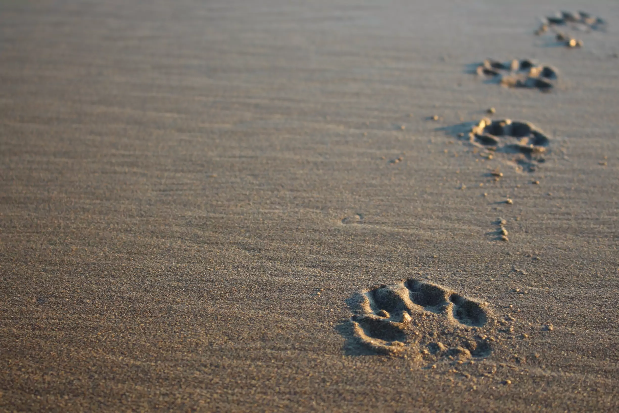 Four,Dog,Paw,Prints,On,The,Sand,In,Washington,State