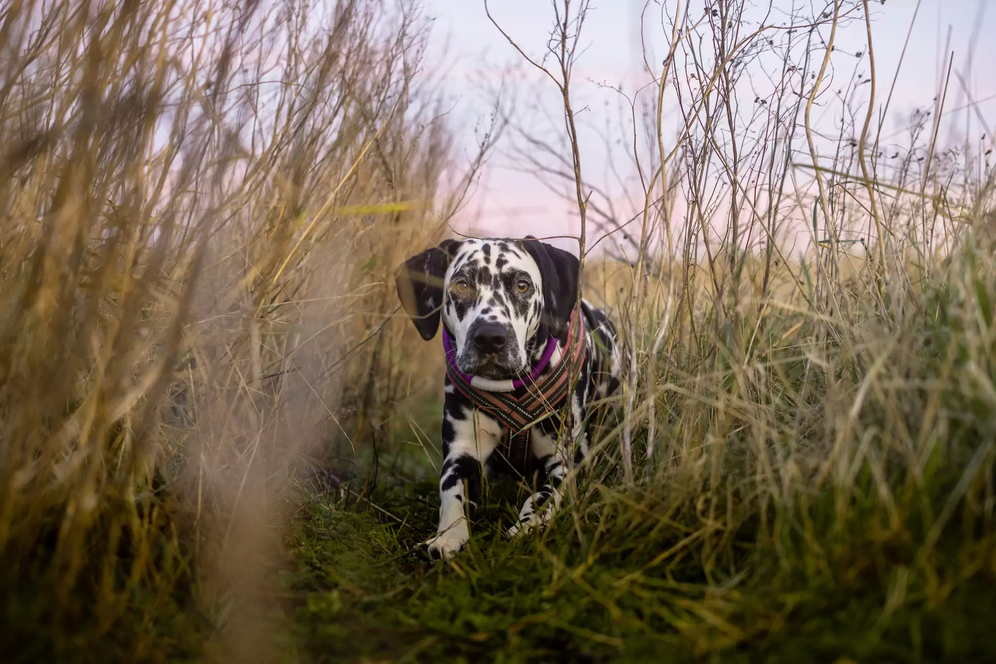 Dog,Crawling,In,The,Tall,Grass