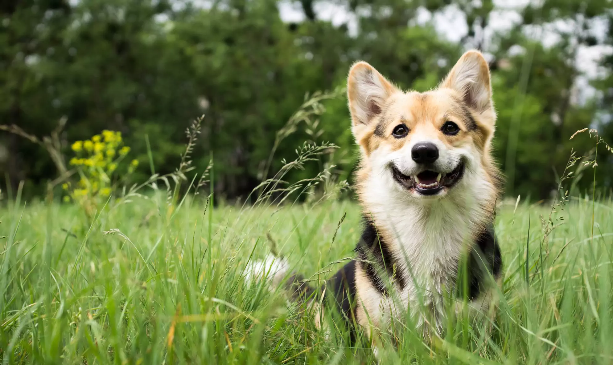 Happy,And,Active,Purebred,Welsh,Corgi,Dog,Outdoors,In,The