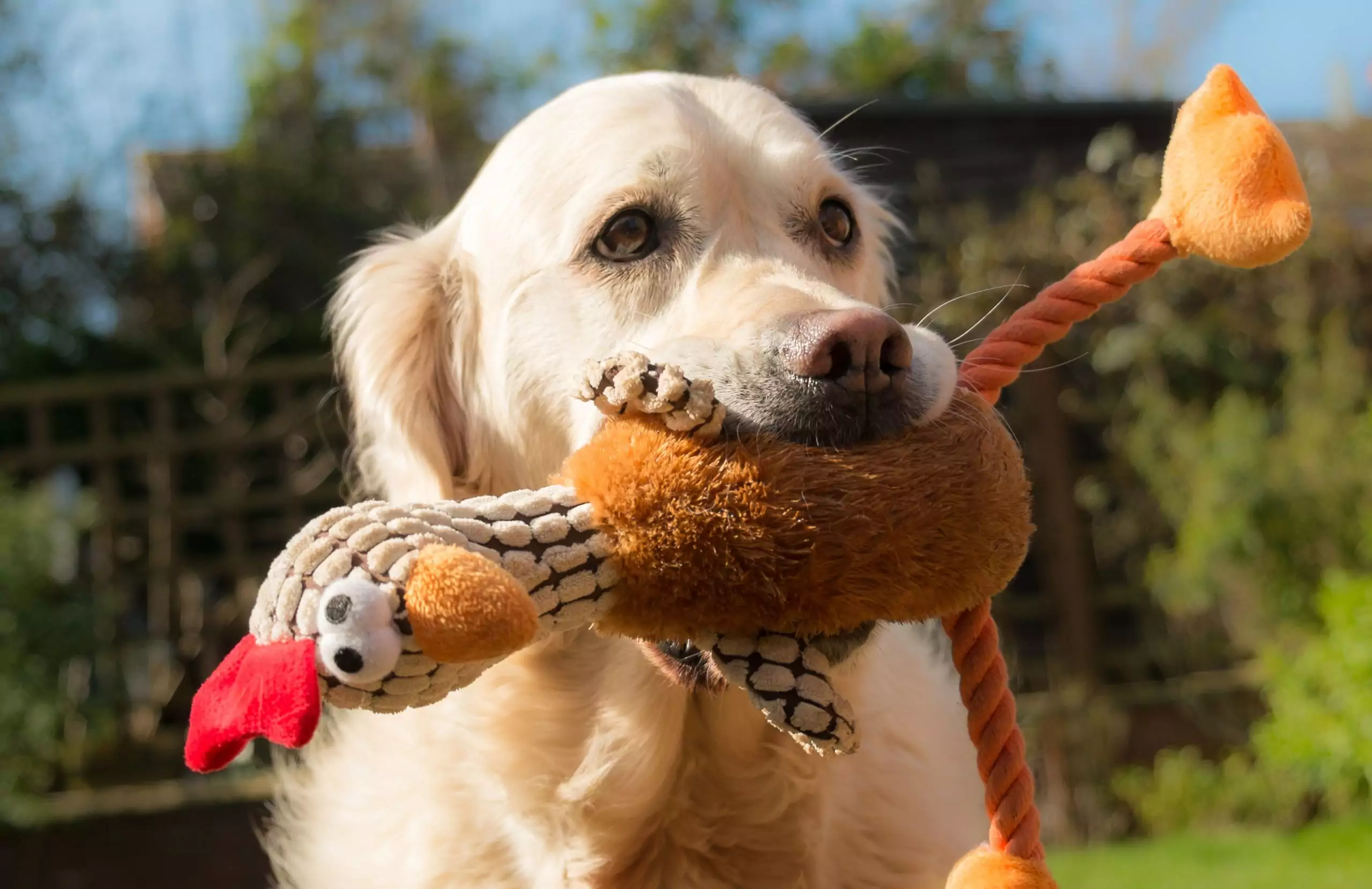 Can Dogs Eat Turkey?