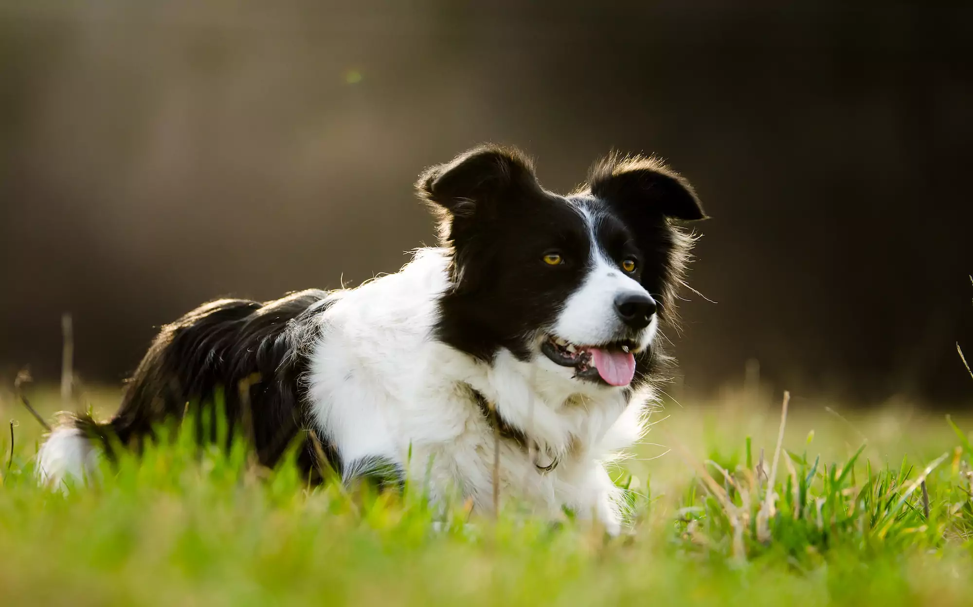 Border,Collie,In,Grass