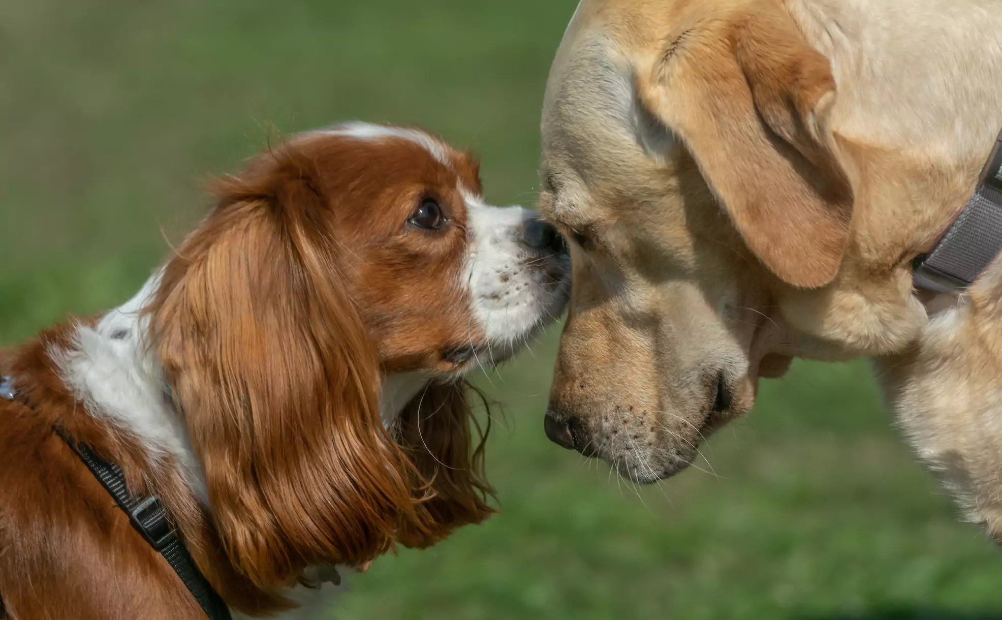 Introducing Dogs! Or, How to Introduce Dogs to Each Other