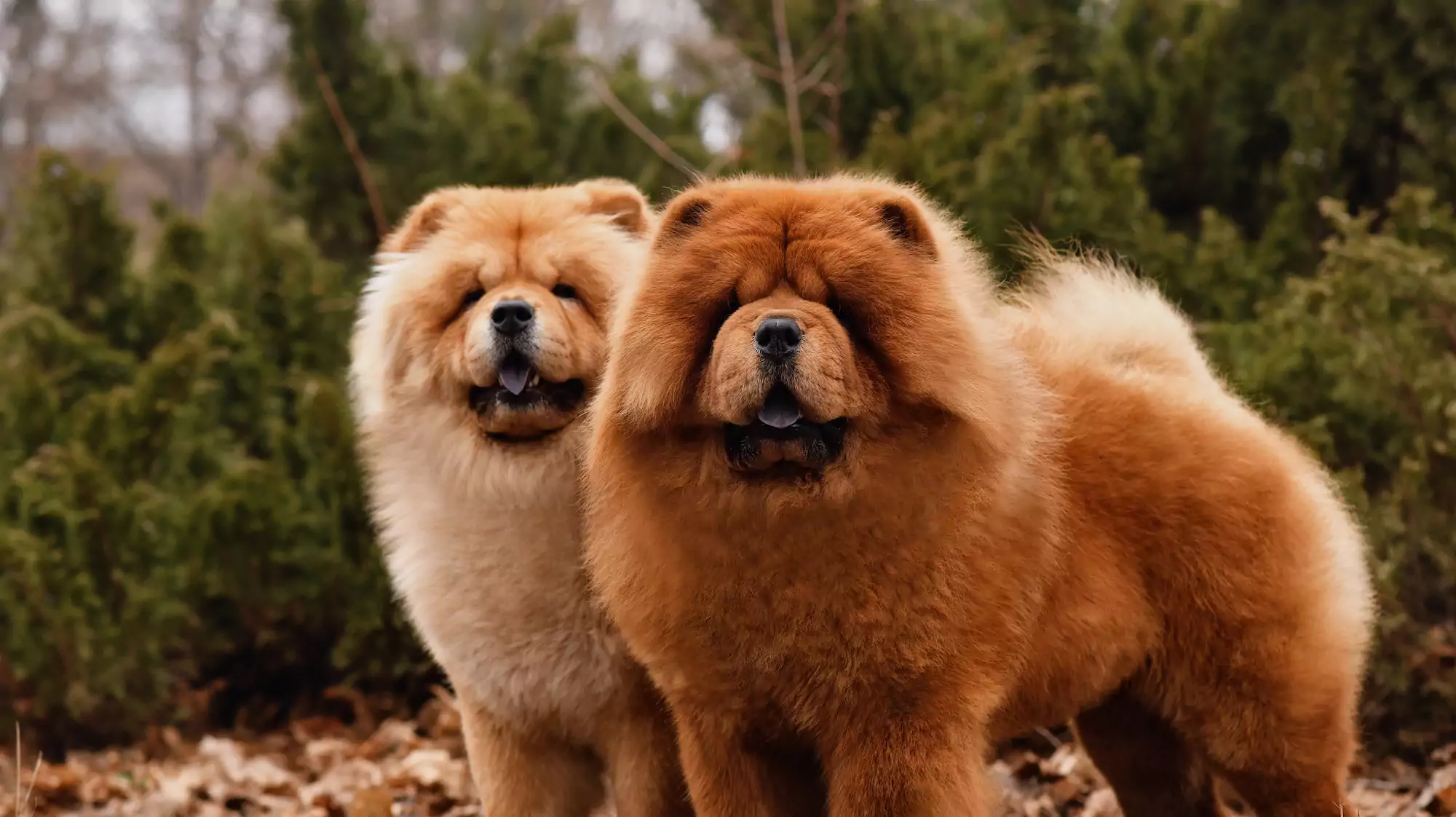 Chow,Chow,Dogs.,Two
