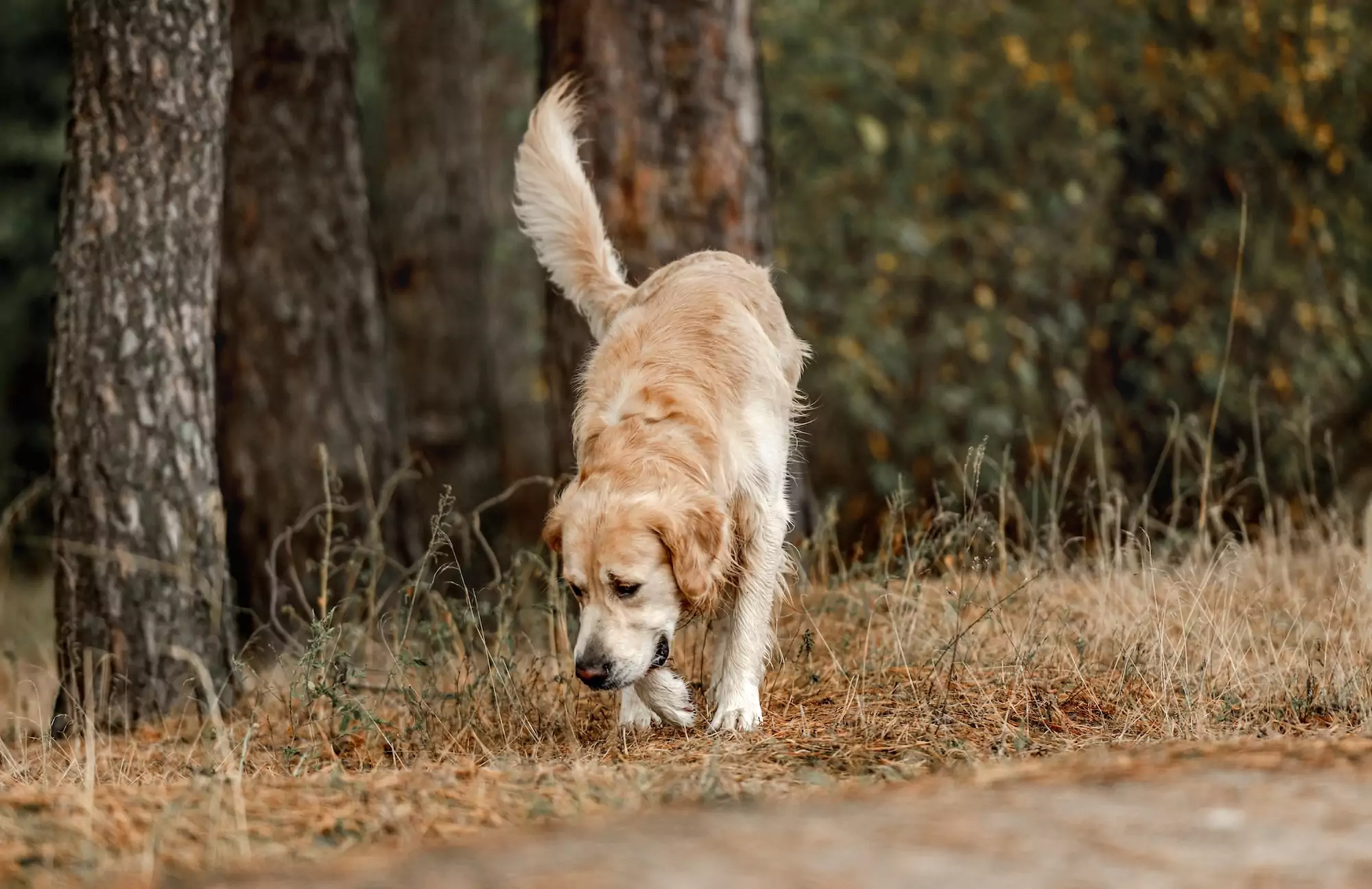 Golden,Retriever,Dog,Sniffing,Ground,In,The,Forest.,Cute,Purebred