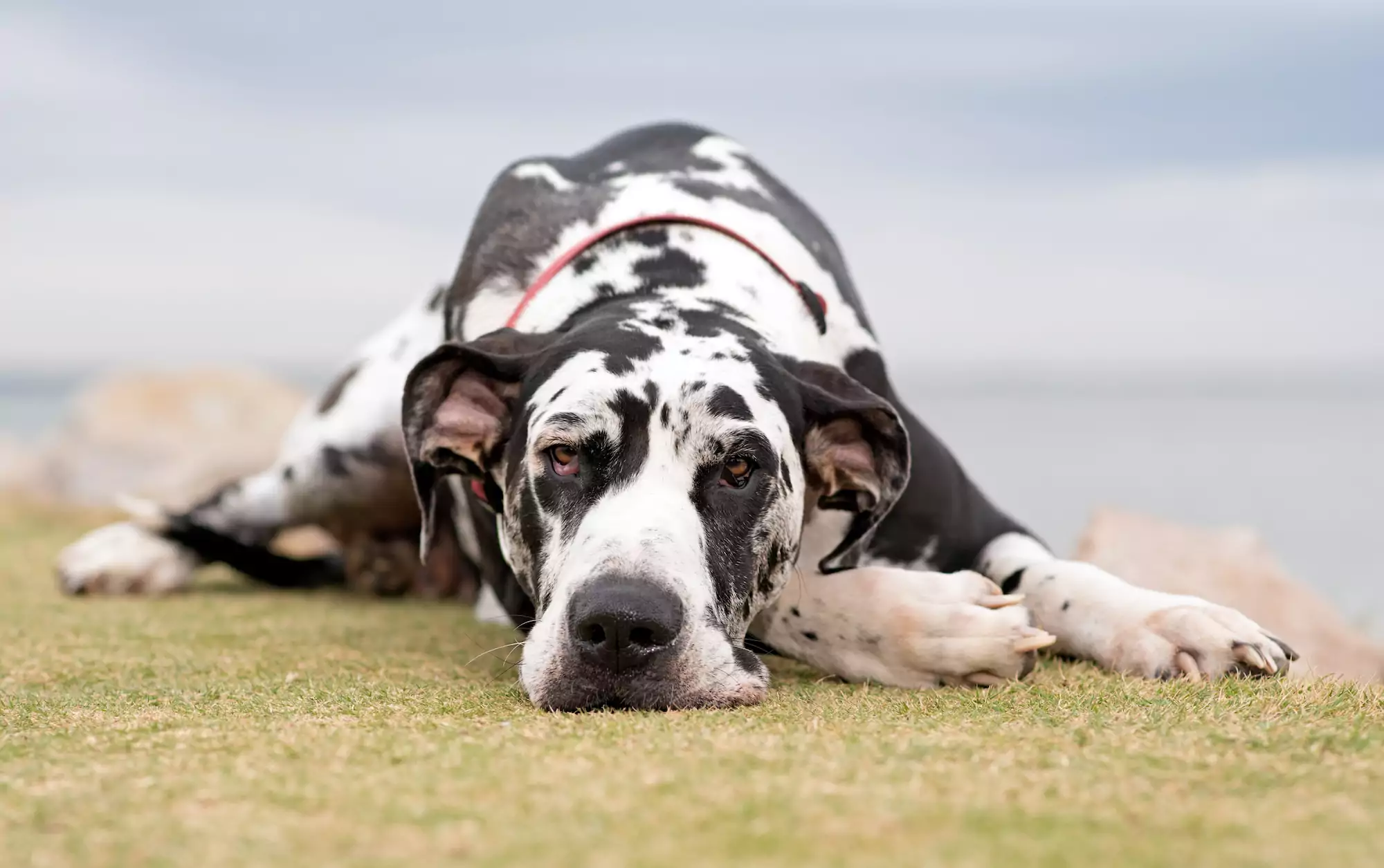Harlequin,Great,Dane,Laying,On,Ground.