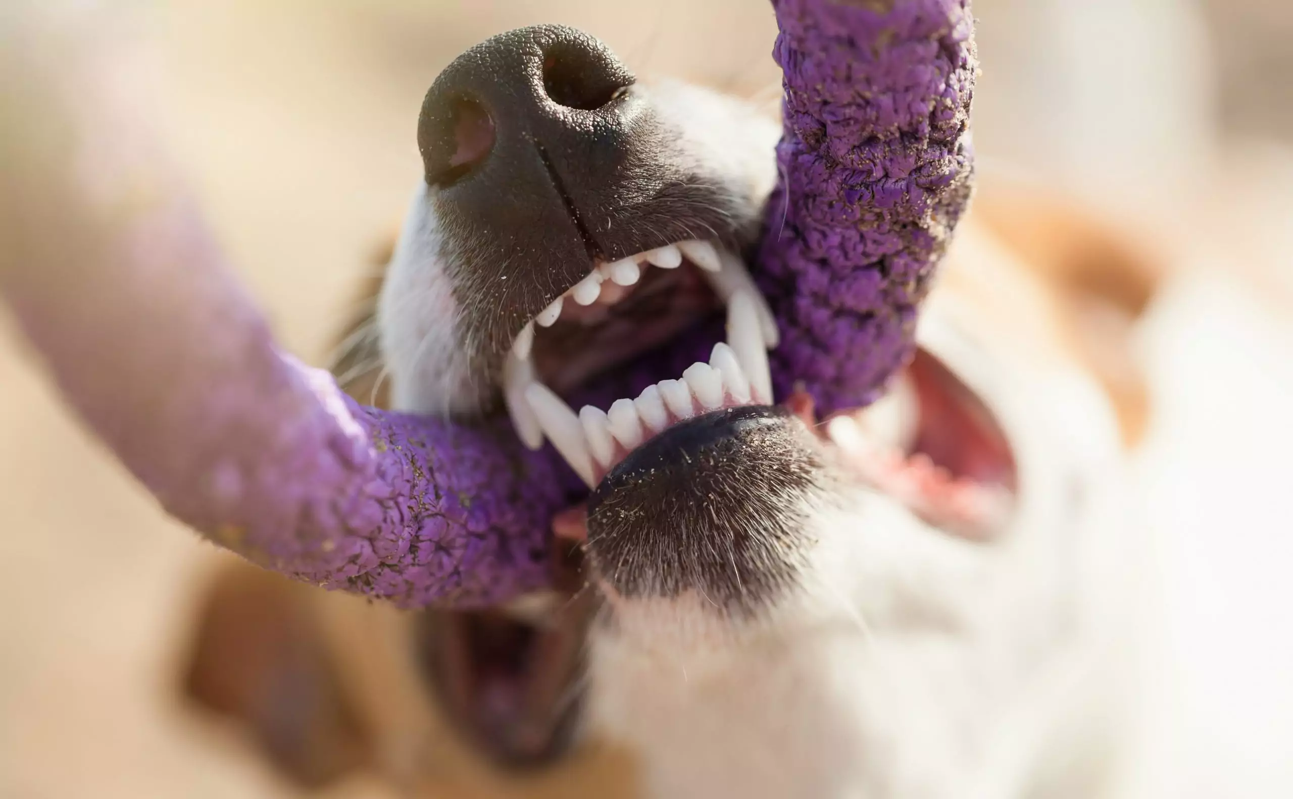 close up of dog's teeth while biting a rope toy