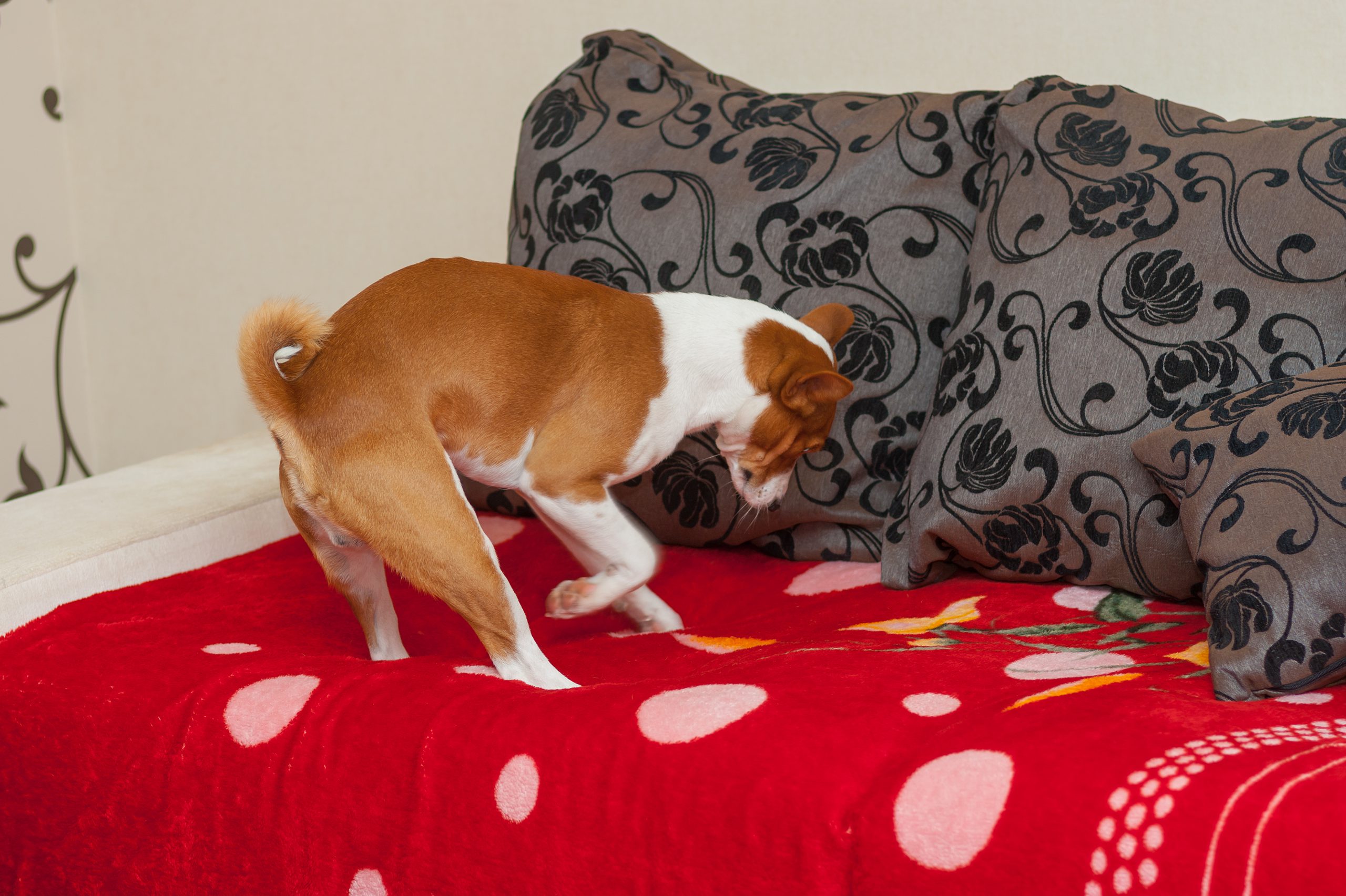 You Asked: Why is My Dog Digging the Carpet?
