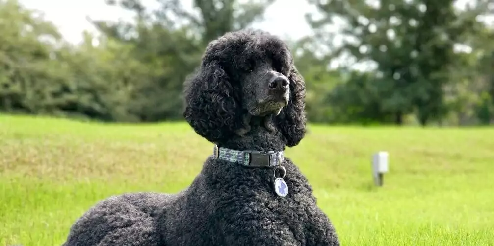 The Poodle Care Guide: Personality, History, Training, Food, and More
