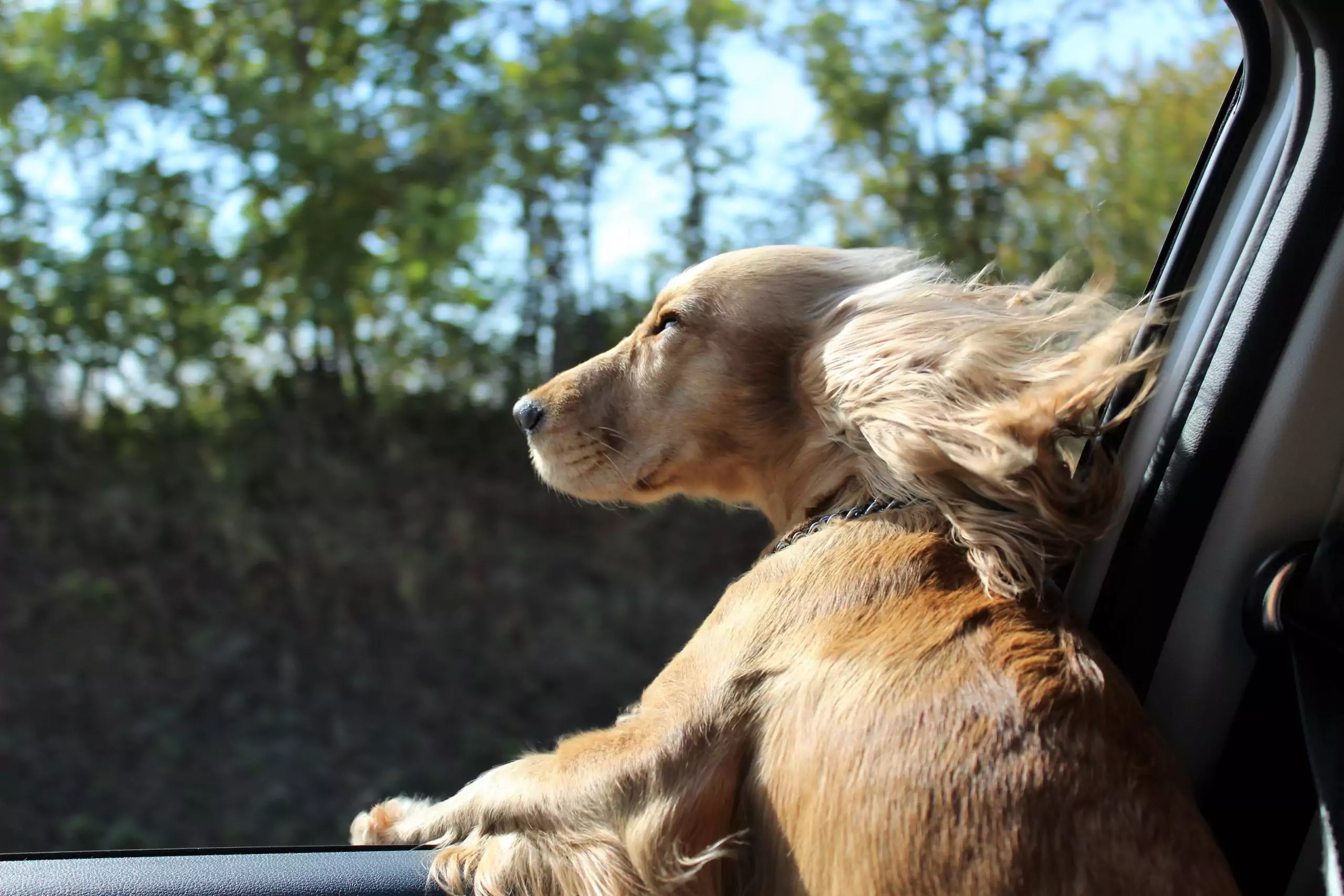 What You Need to Know About Dogs and Carsickness