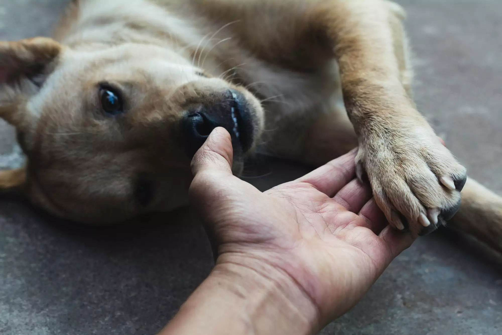Dog,Shaking,Hand,With,Human,,Friendship,Between,Human,And,Dog.