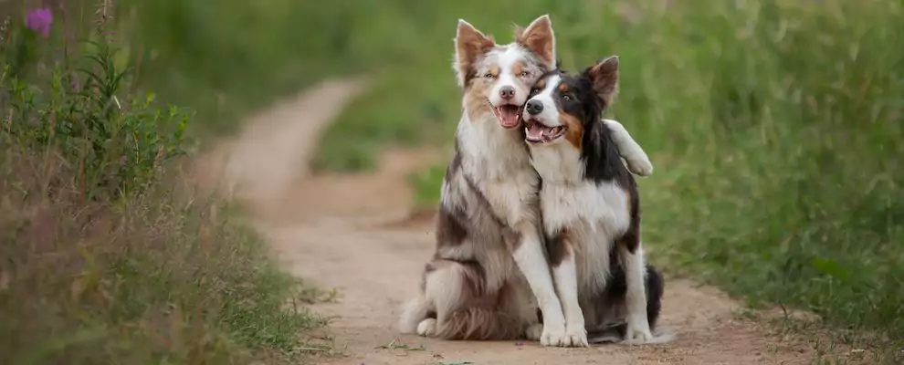 Should I Hug My Dog? Or Any Dog?