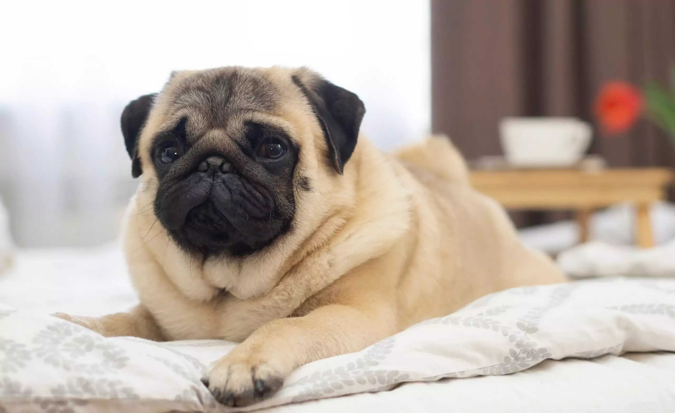 Portrait,Of,A,Sleepy,Pug,Dog,Lies,On,Bed,.