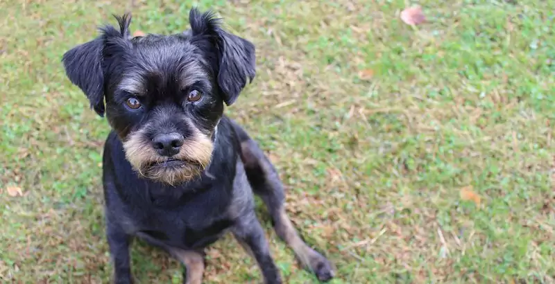 Does My Dog Like Me?