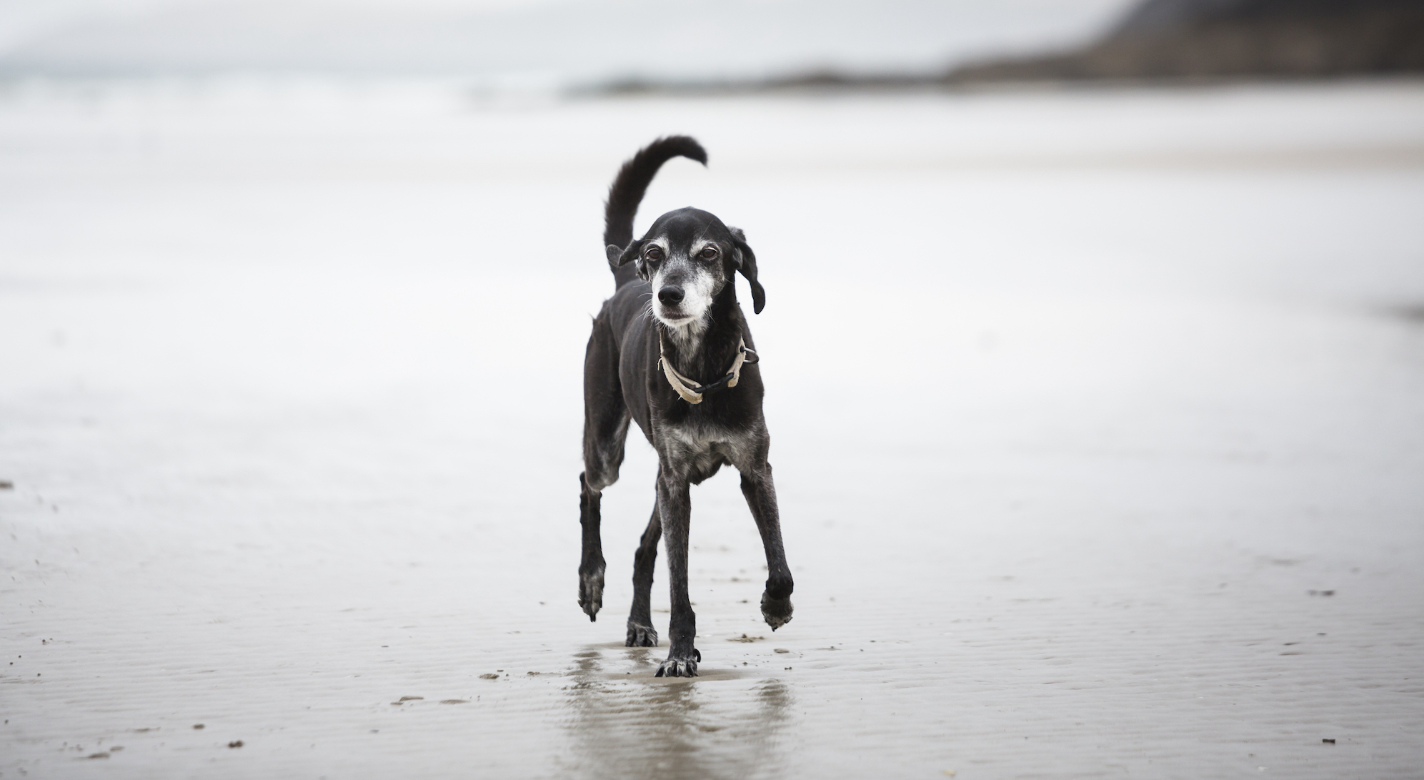 Exercise For Senior Dogs