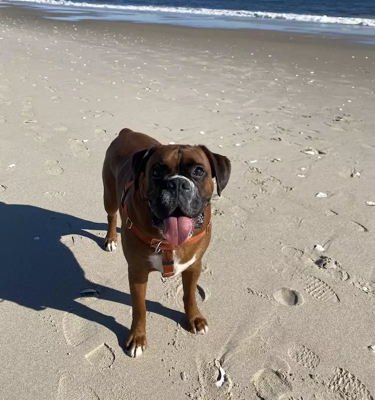 The Boxer Breed Guide: Personality, History, Training, Food, and More