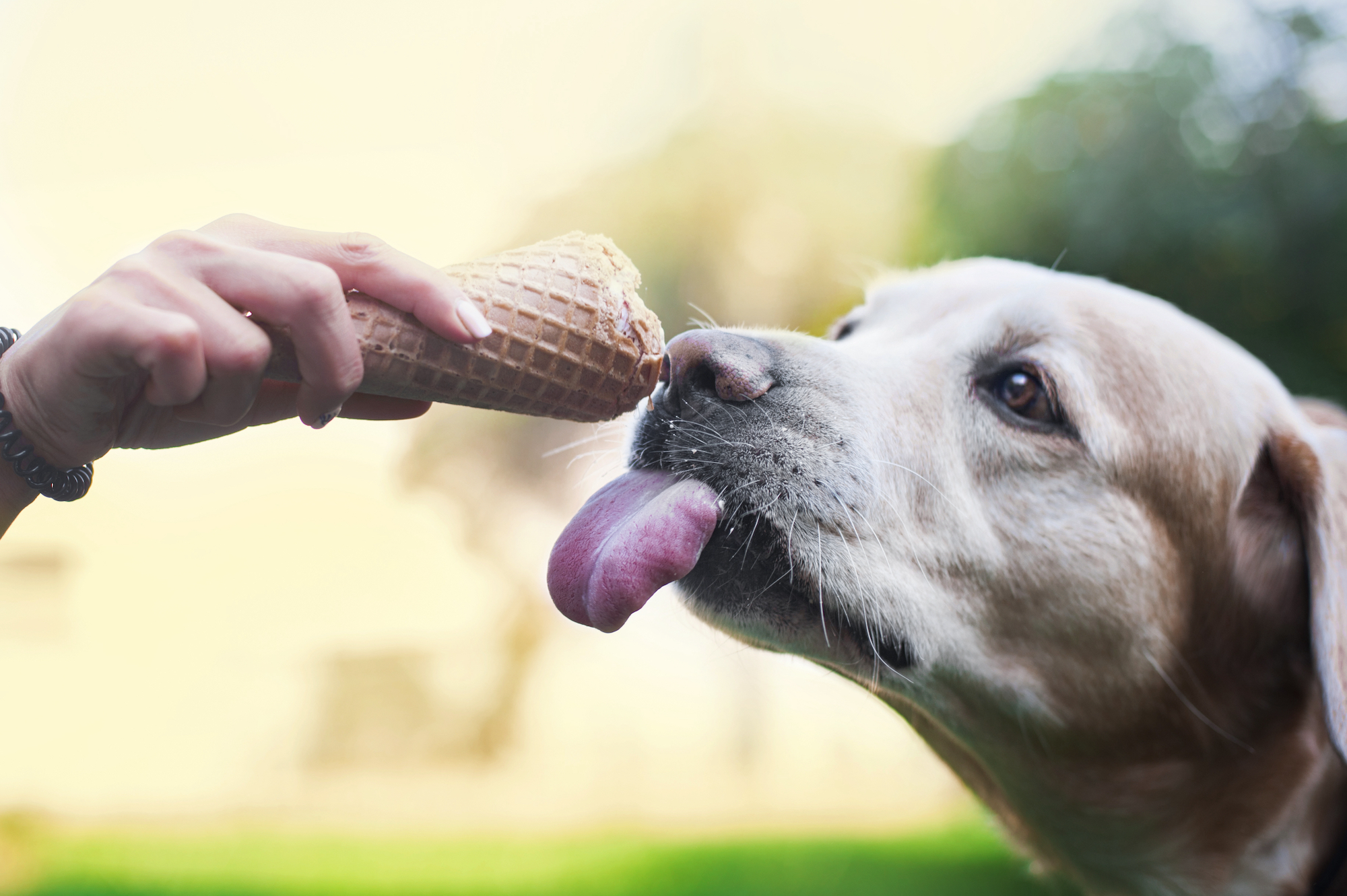 Xylitol Is the Same As Birch Sugar (and It’s Toxic to Dogs)