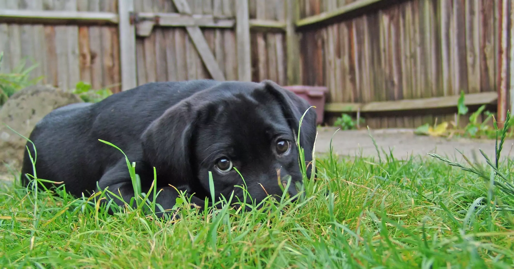 No One Is Talking About This: The Puppy Blues