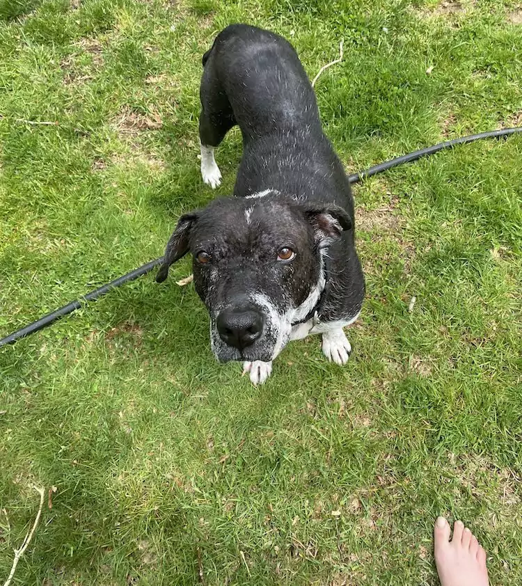 Dino’s Not Scary Anymore