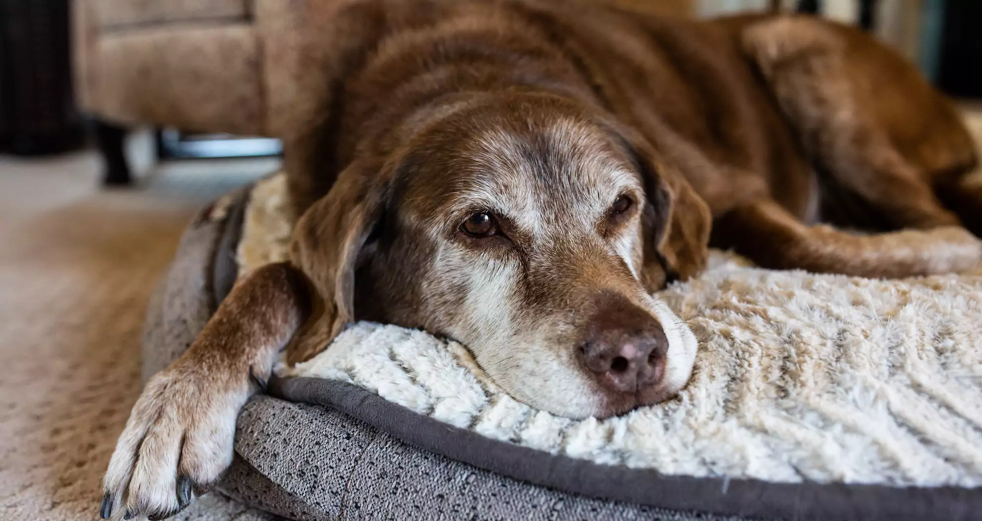 Why Does My Dog Sigh?