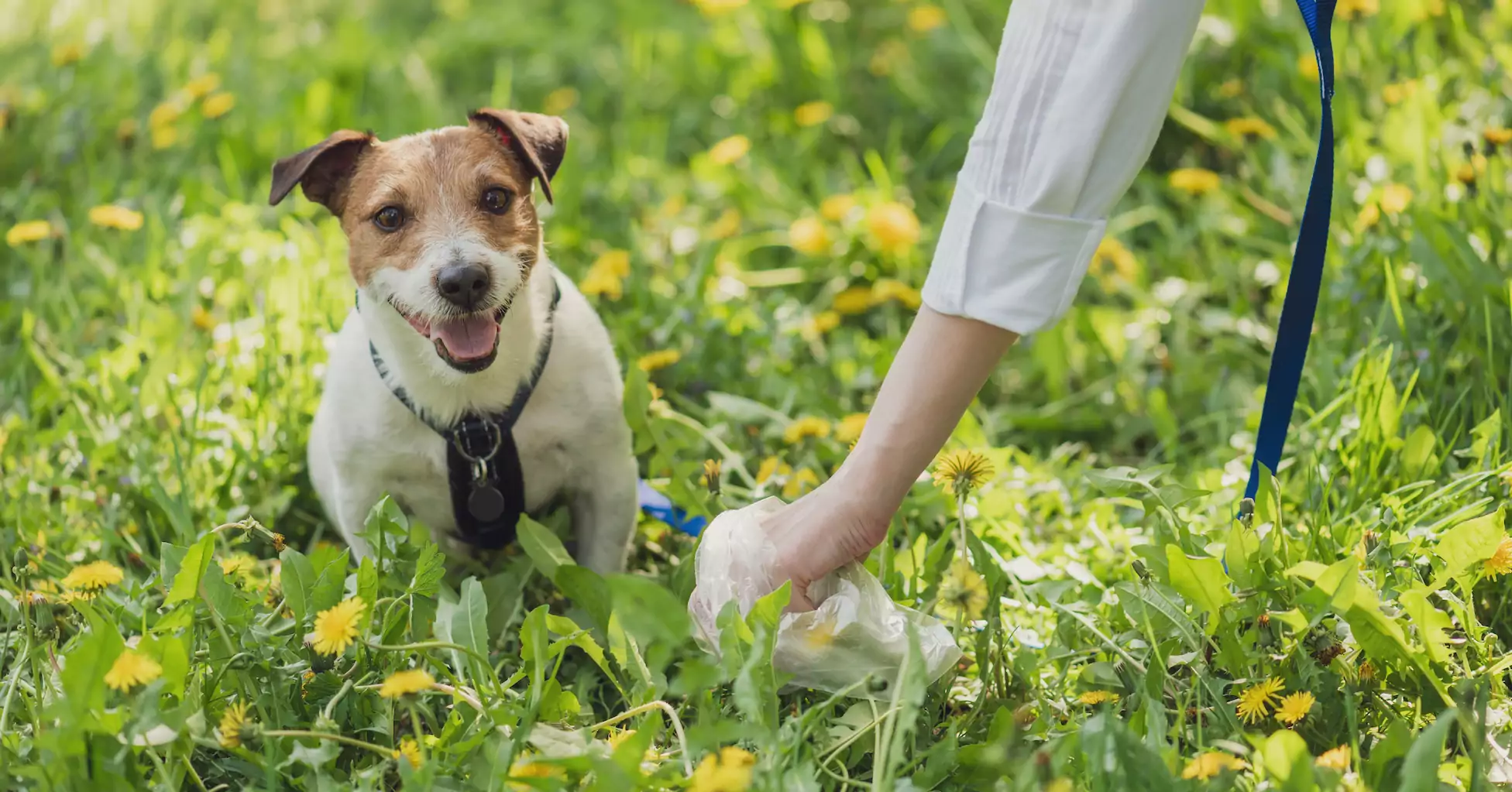 Pet,Owner,Picks,Up,Dog's,Poop,Cleaning,Up,Mess