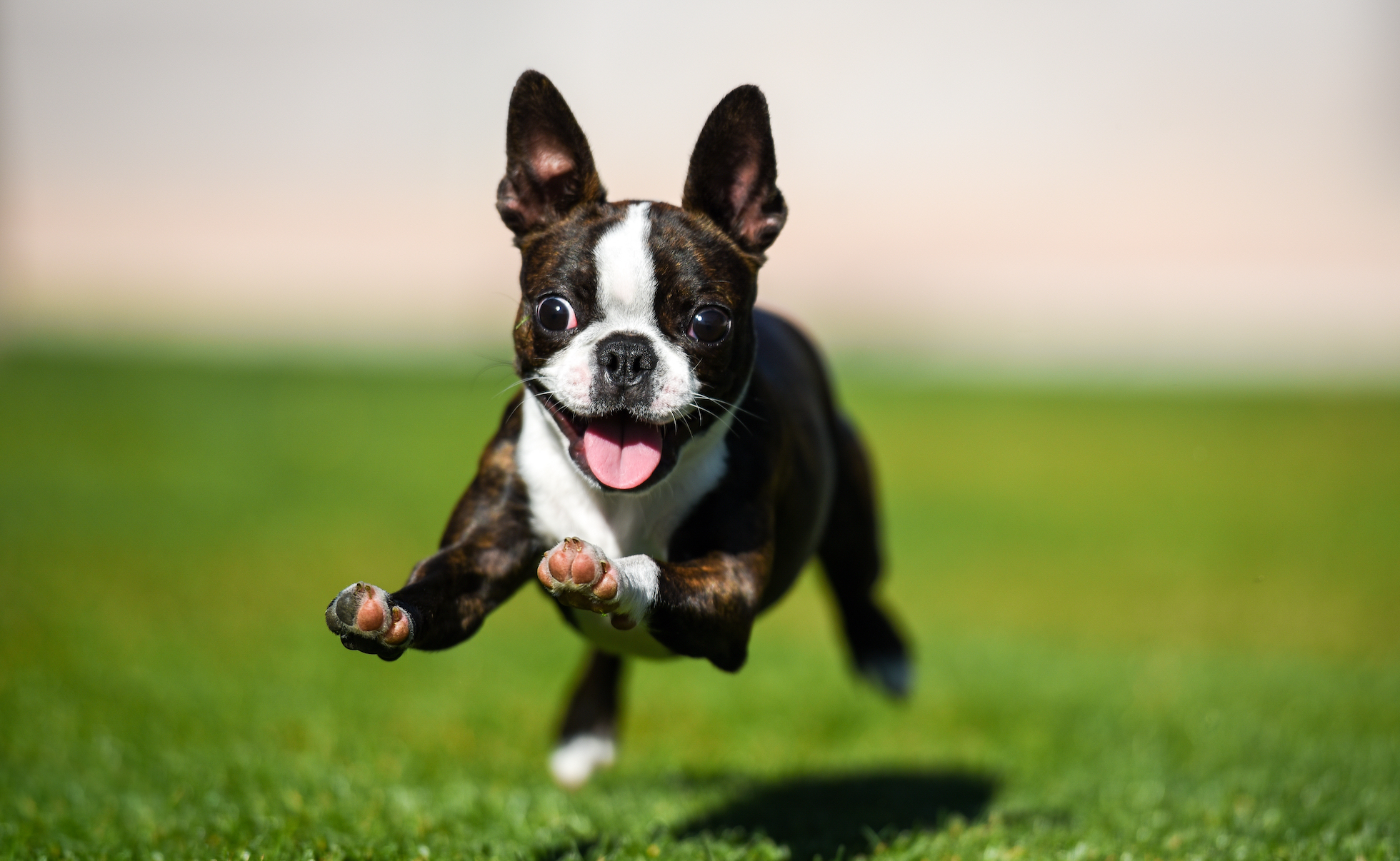 How Often Should a Dog Poop?