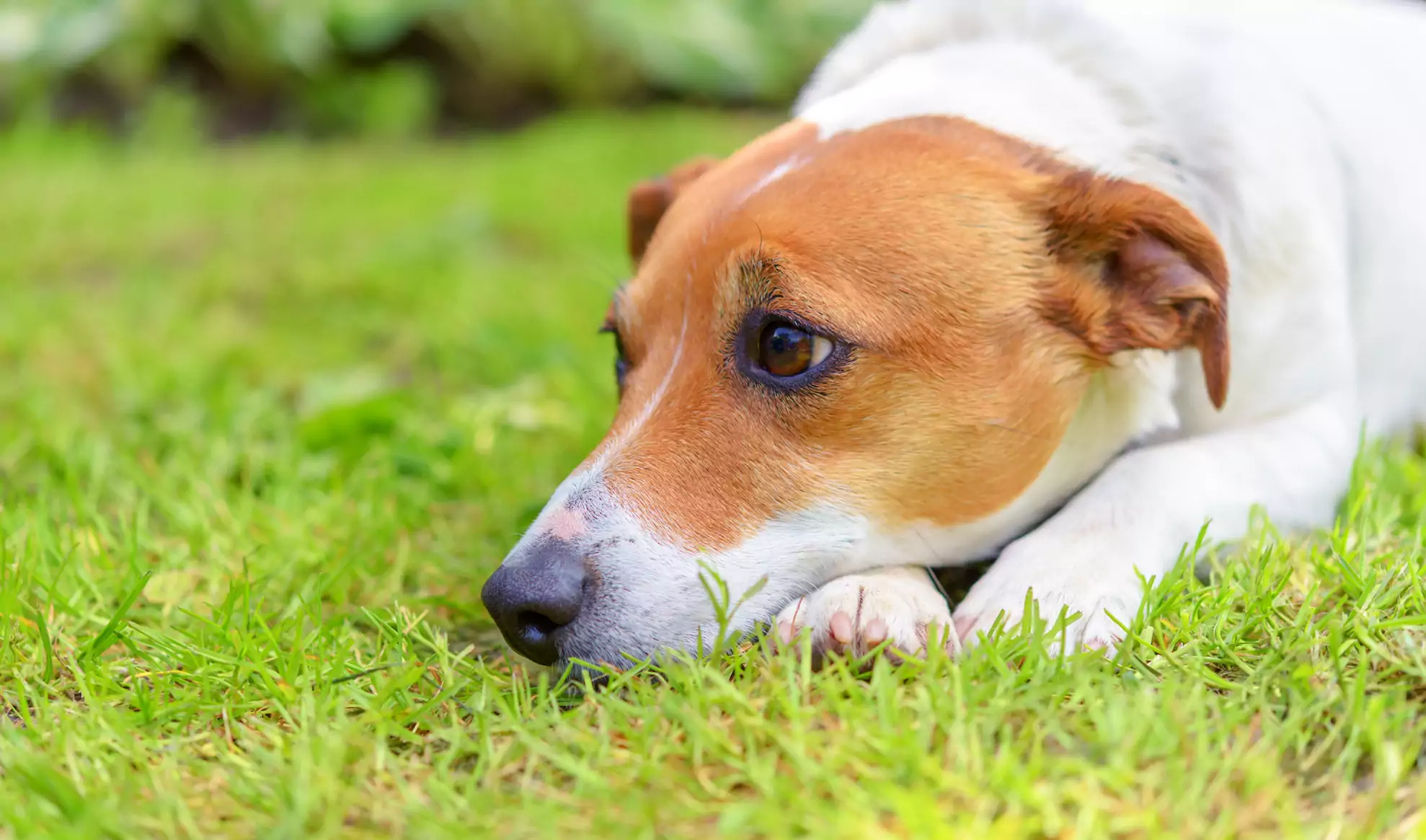 Sad,Jack,Russel,On,Green,Meadow