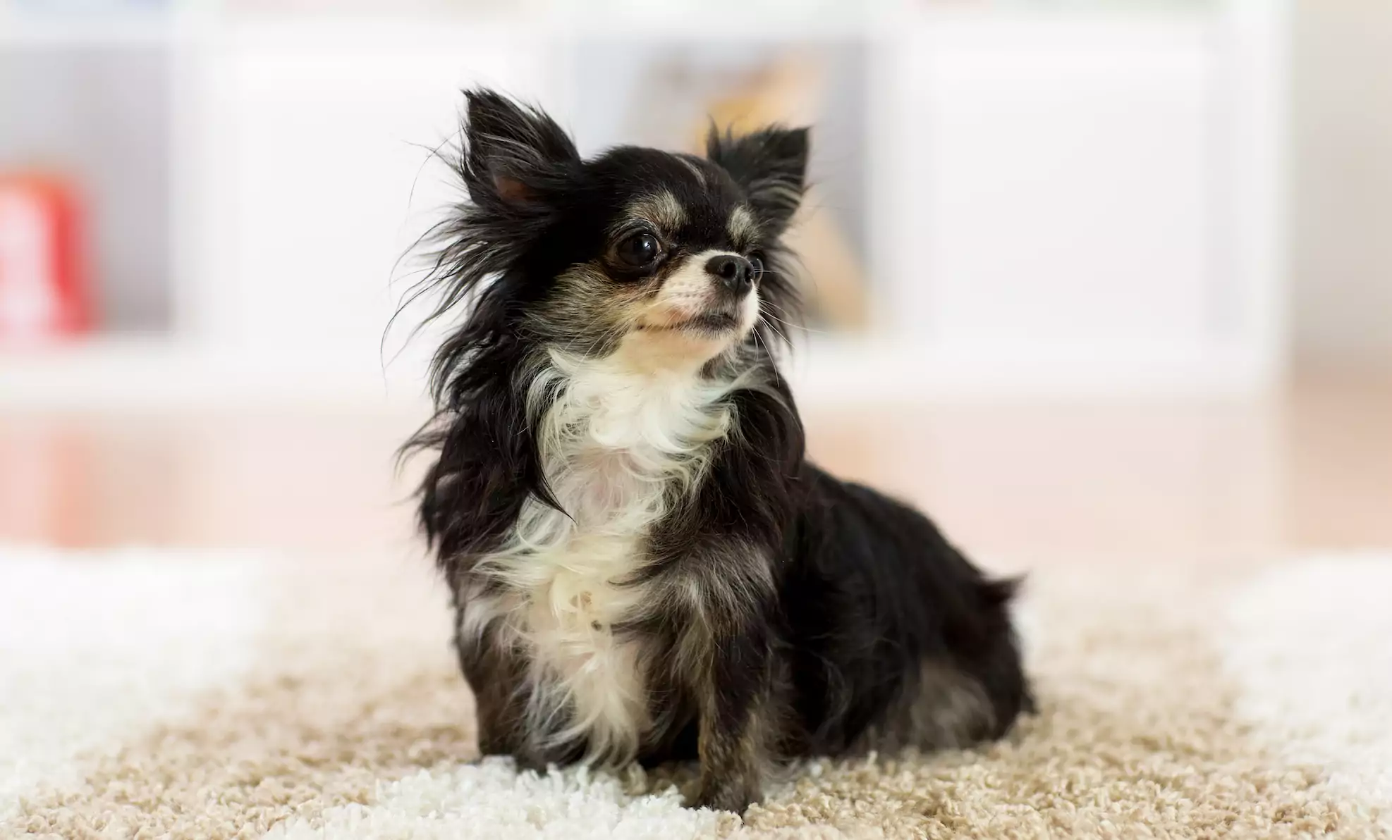 Beautiful,Chihuahua,Dog,Sitting,On,Carpet,Indoors,At,Home