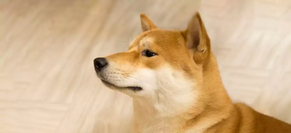 Colitis in Dogs: What Is It and How Is It Treated?