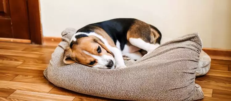 Puppy,Diseases,,Common,Illnesses,To,Watch,For,In,Puppies.,Sick