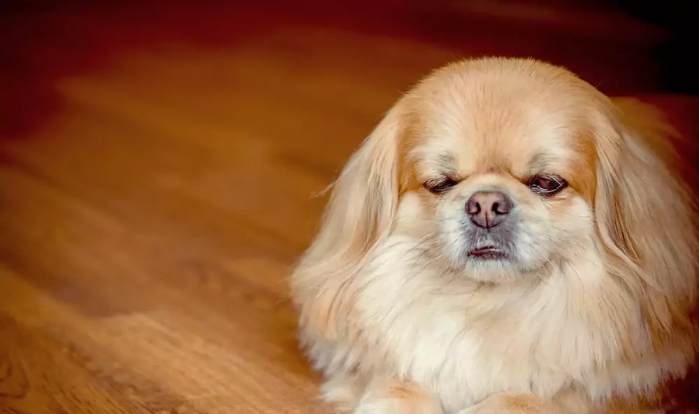 Why Is There Mucus in My Dog’s Poop?