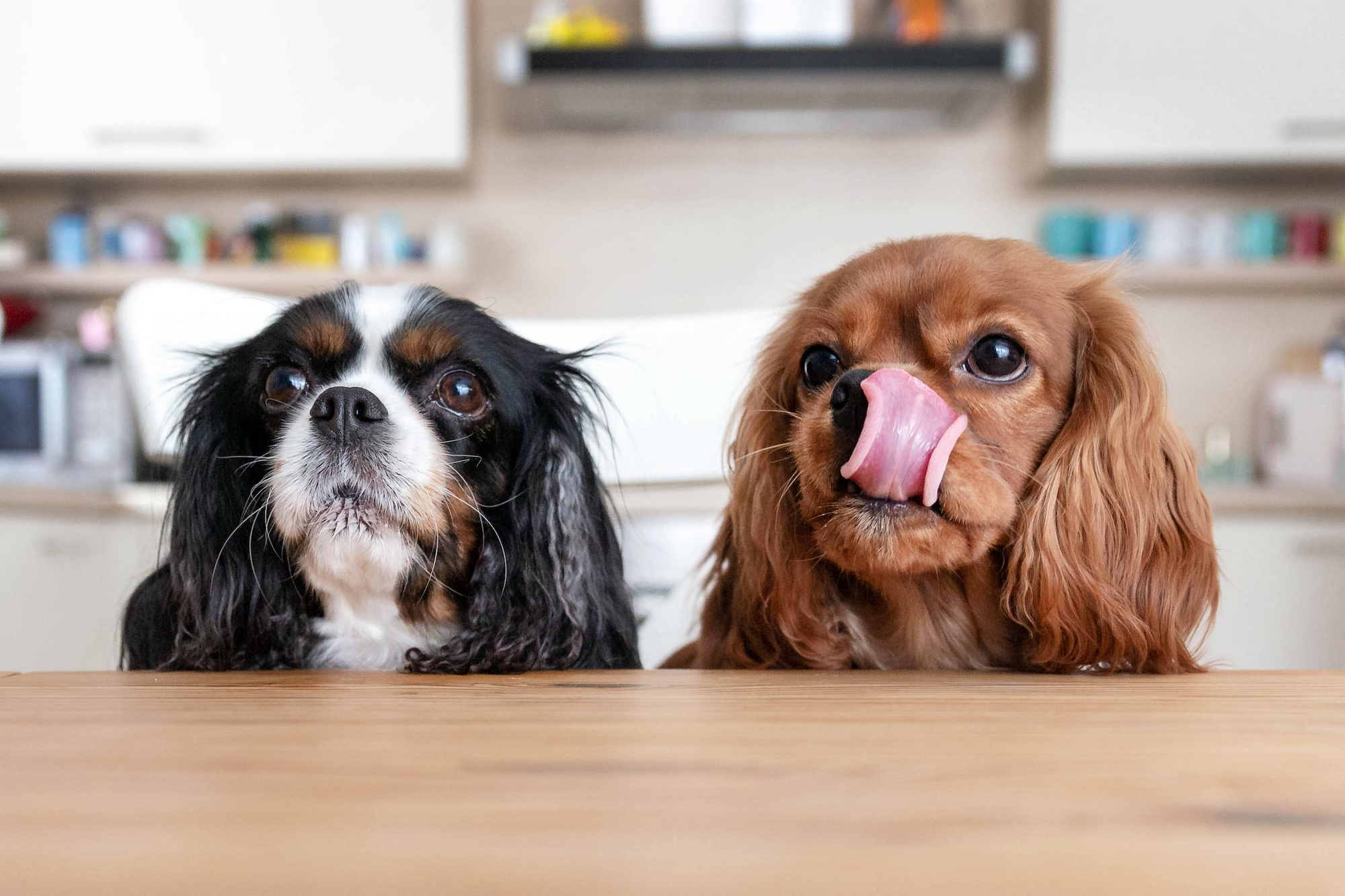 How Can I Get My Dog to Eat?