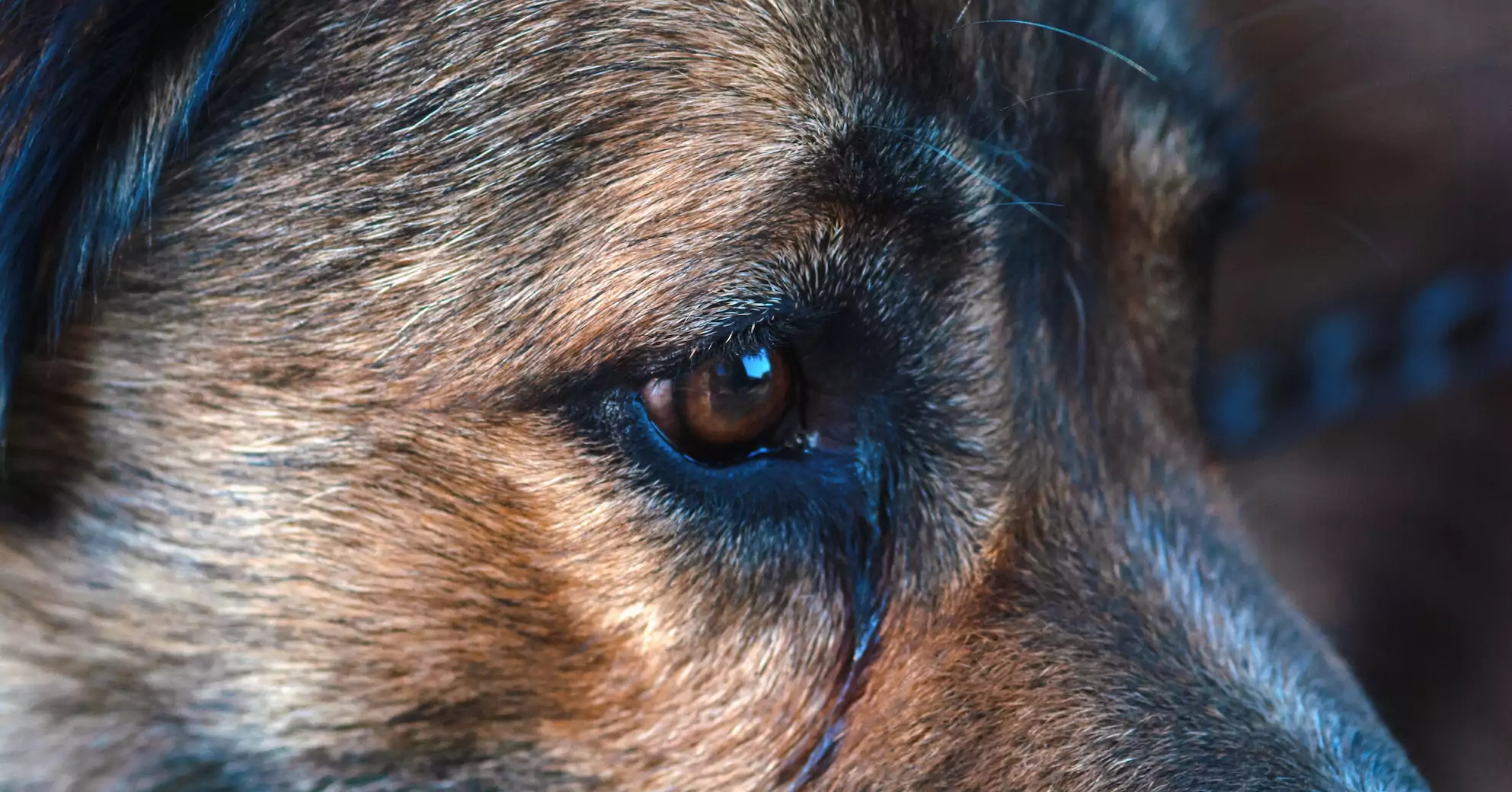 How to Treat Separation Anxiety in Pandemic Puppies—in Every Situation