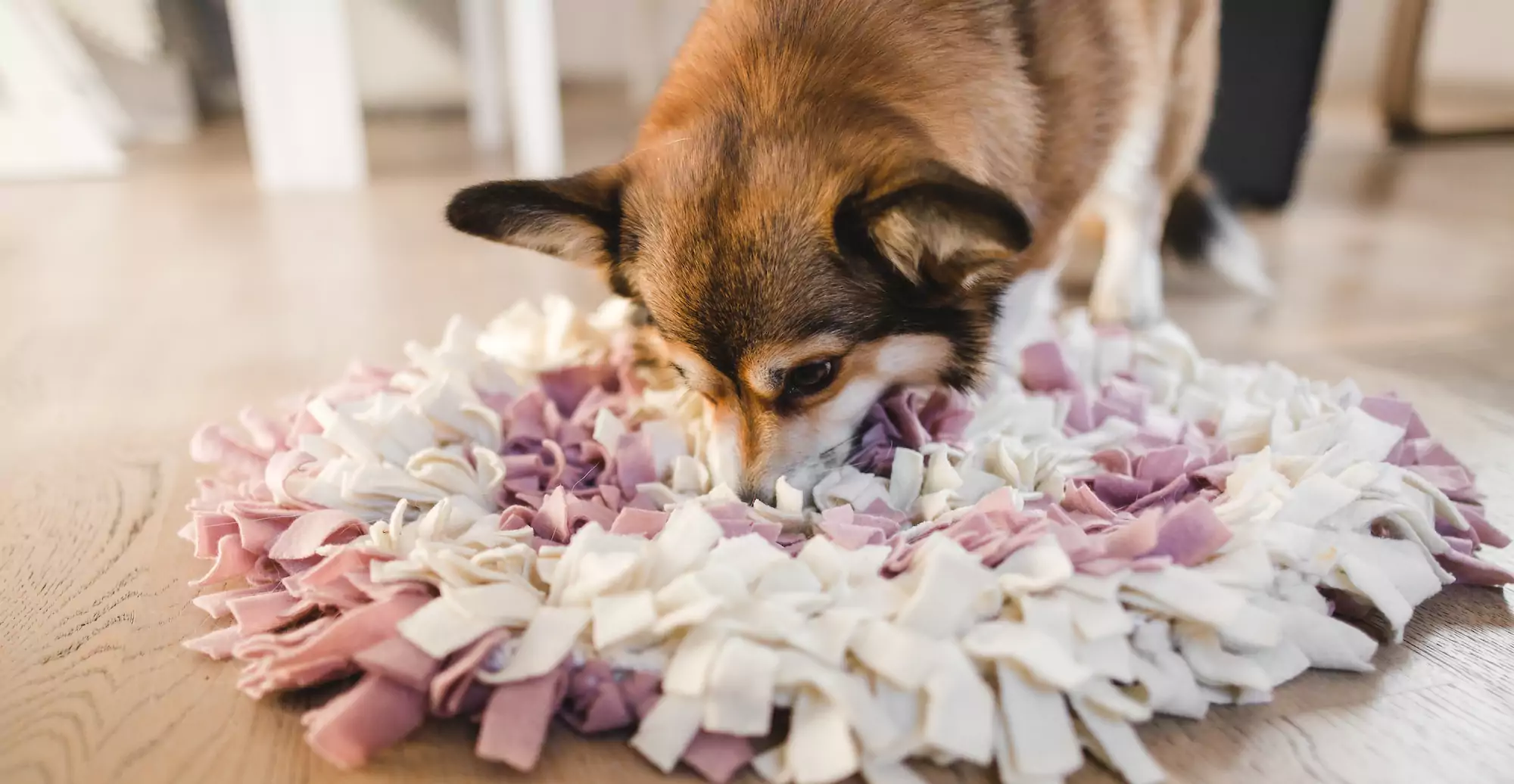 Welsh,Corgi,Pembroke,With,A,Sniffing,Mat
