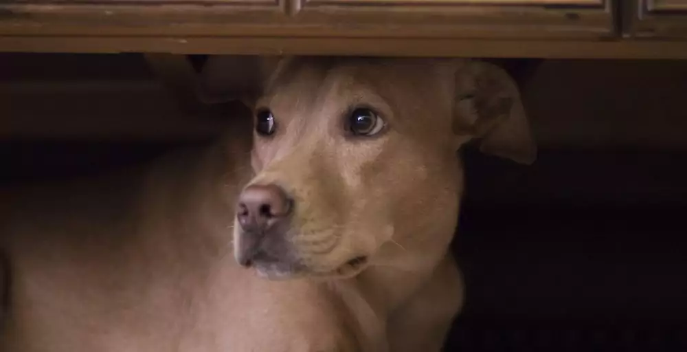 Common Causes of Painful Defecation in Dogs