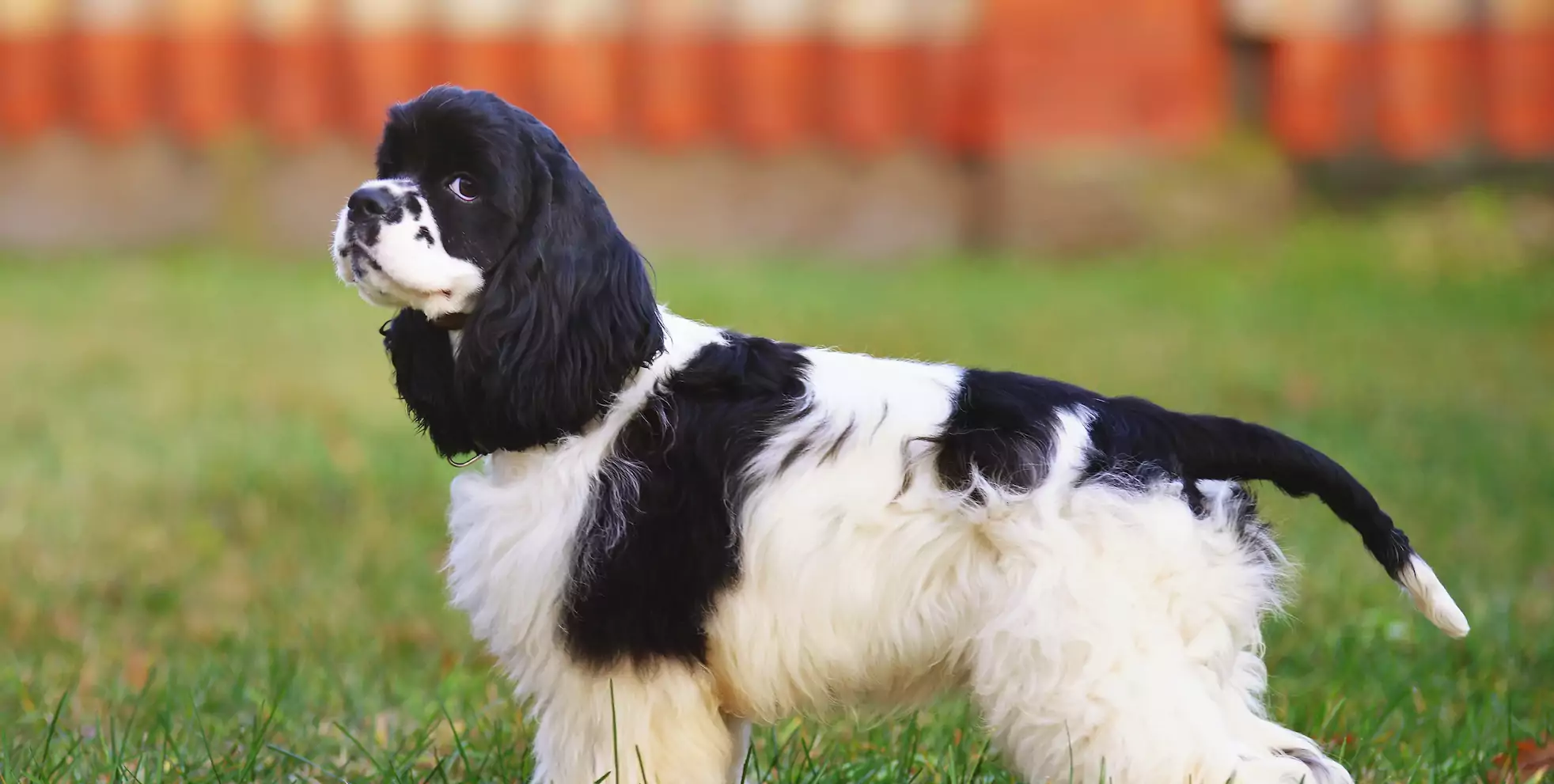 The Cocker Spaniel Breed Guide: Personality, History, Training, Food, and More