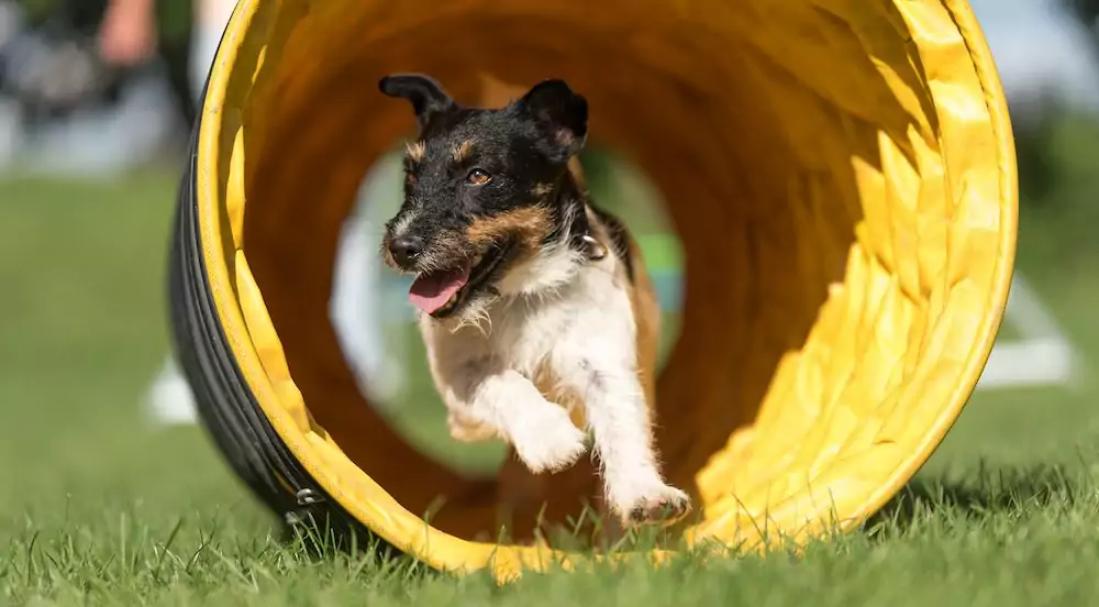 So You Want to Start Your Dog at Agility