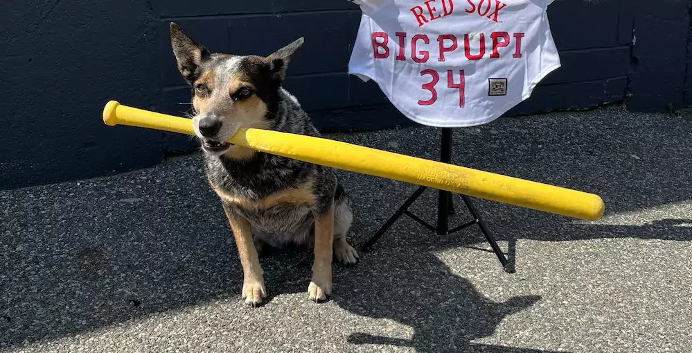 A Dog Who Plays Baseball: “Big Pupi” Swings for the Fences