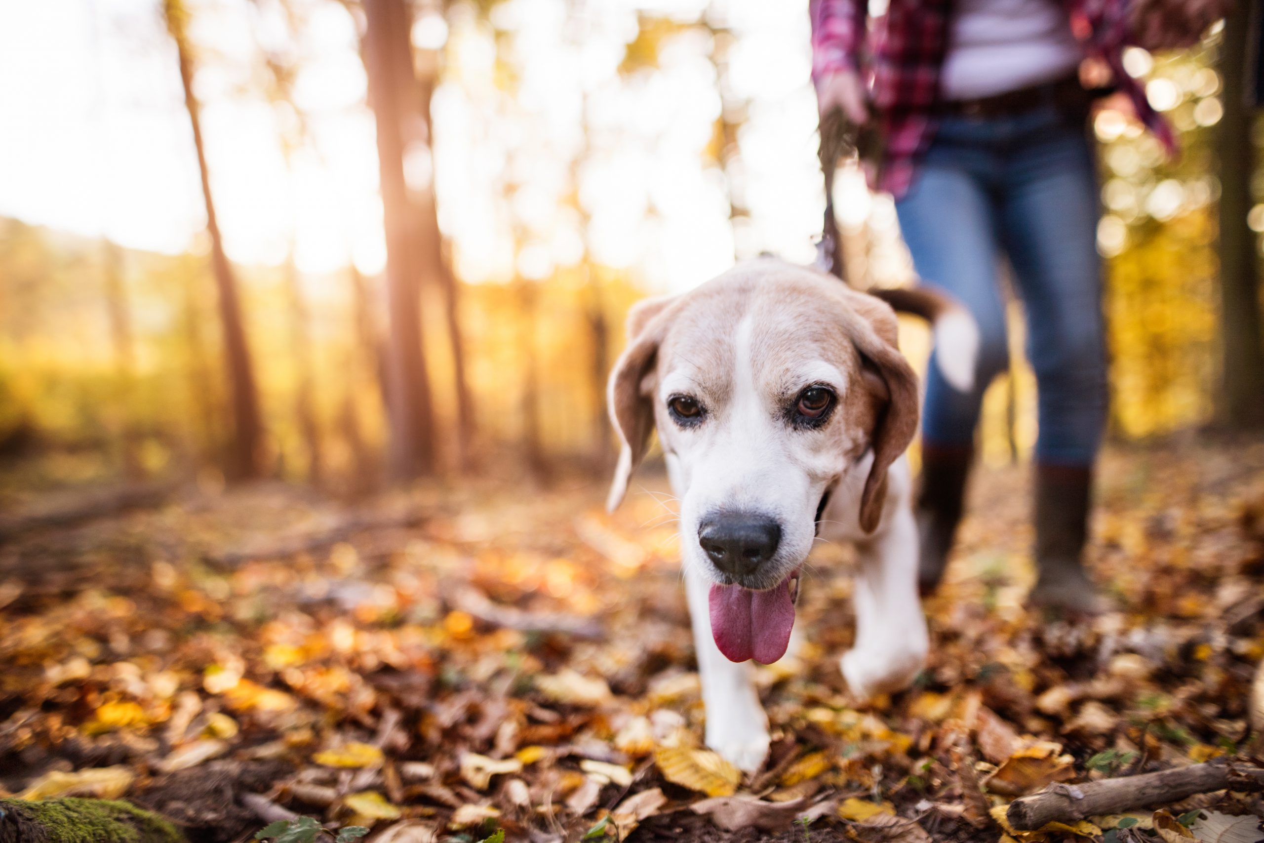 Beware of Acorns: A Danger to Dogs