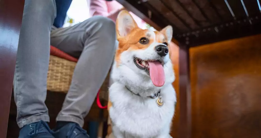 Should You Bring Your Dog With You?