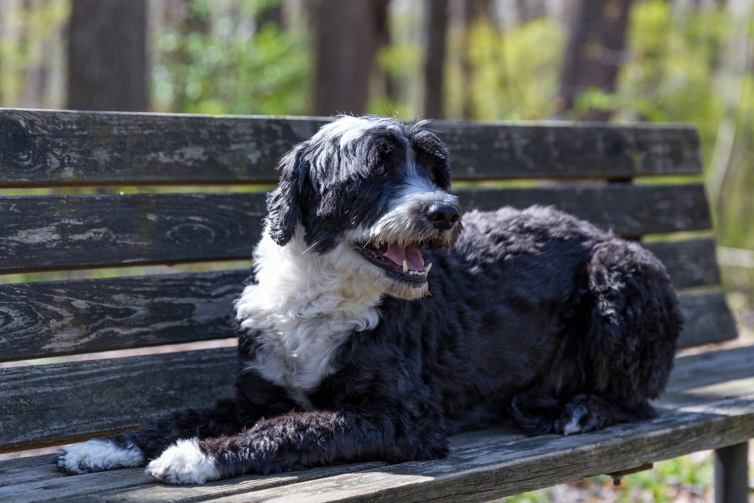 Is There Such A Thing As A Hypoallergenic Dog?