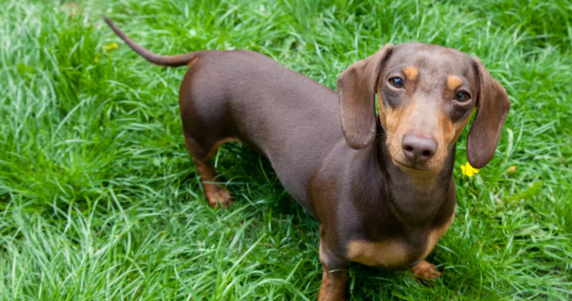 Miniature,Dachshund,Standing,In,Long,Grass