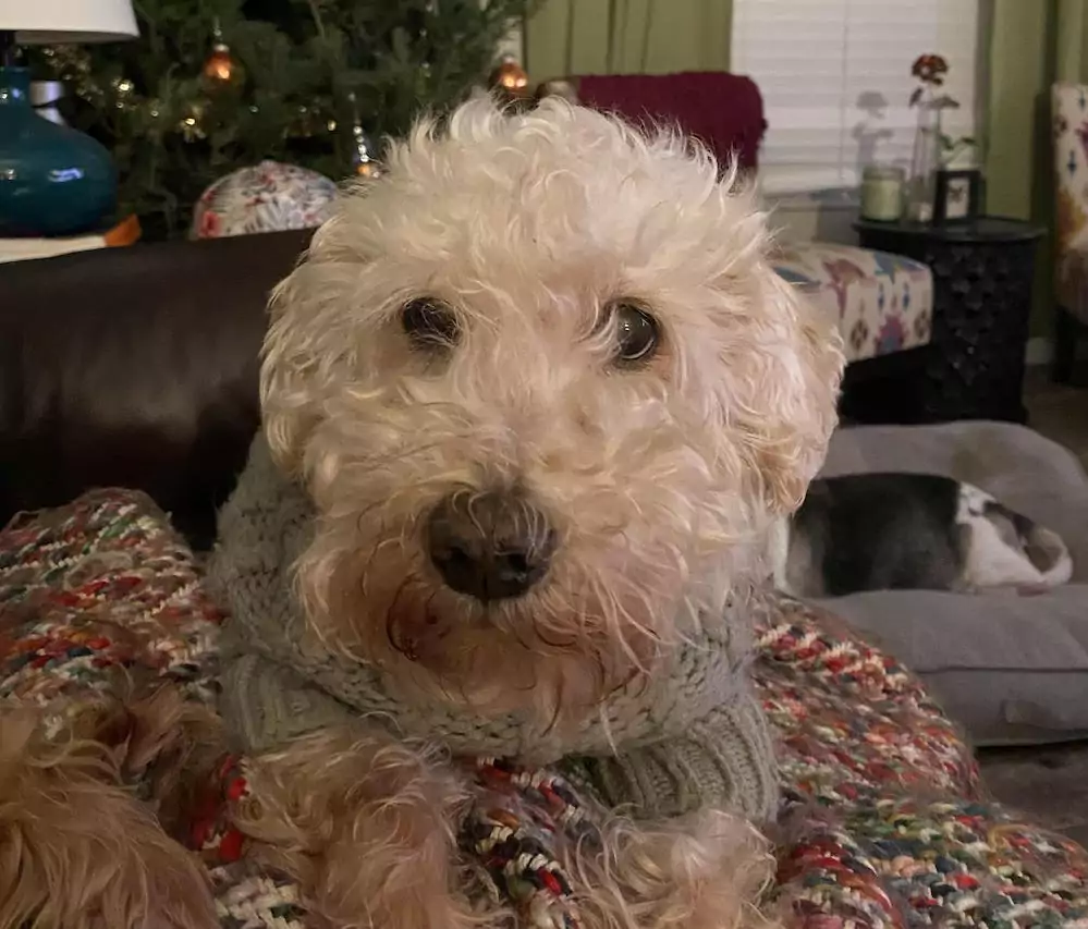 More Energy and Appetite For ​​Senior Schnoodle Chooch