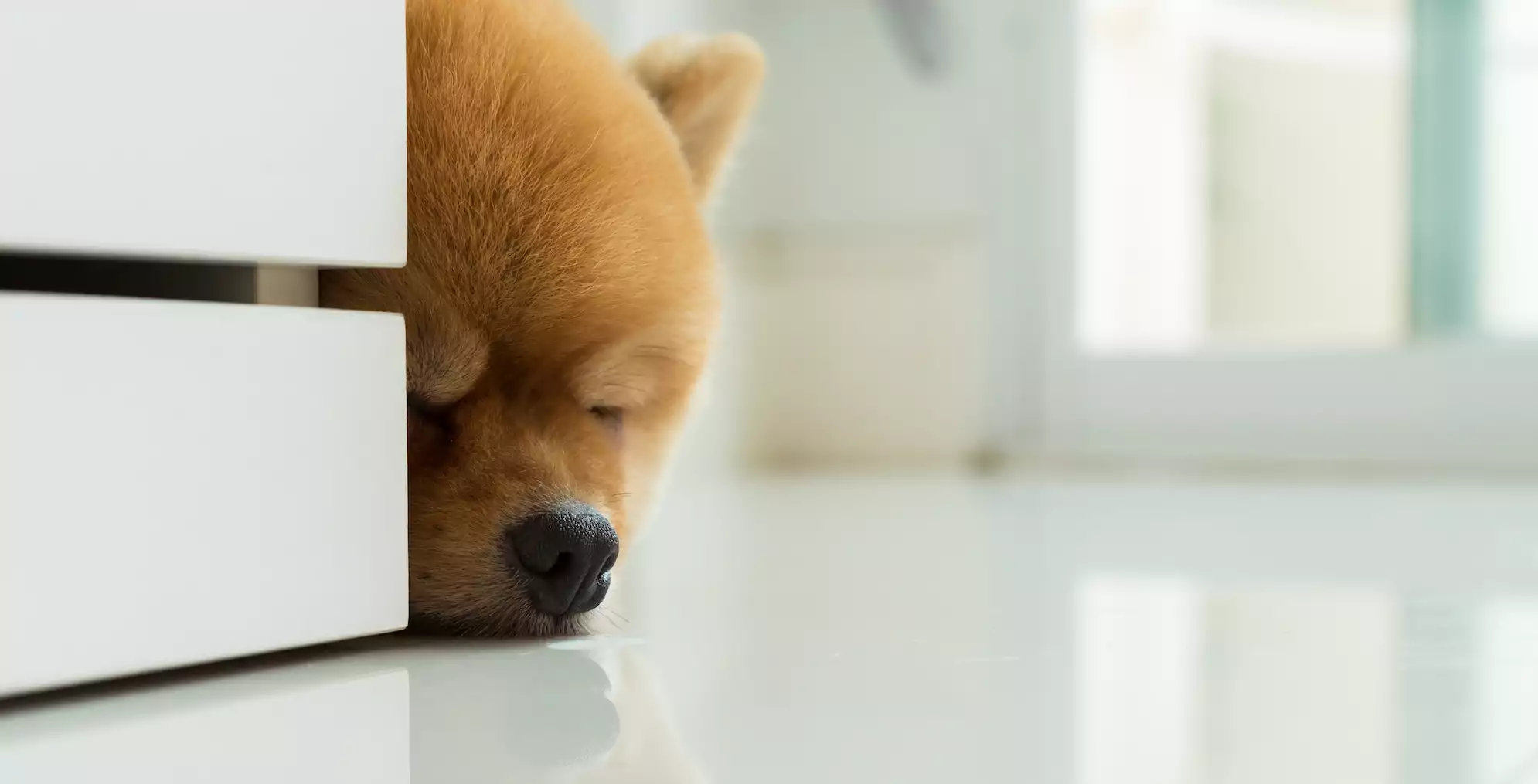 Cleaning Products That Are Dangerous for Dogs