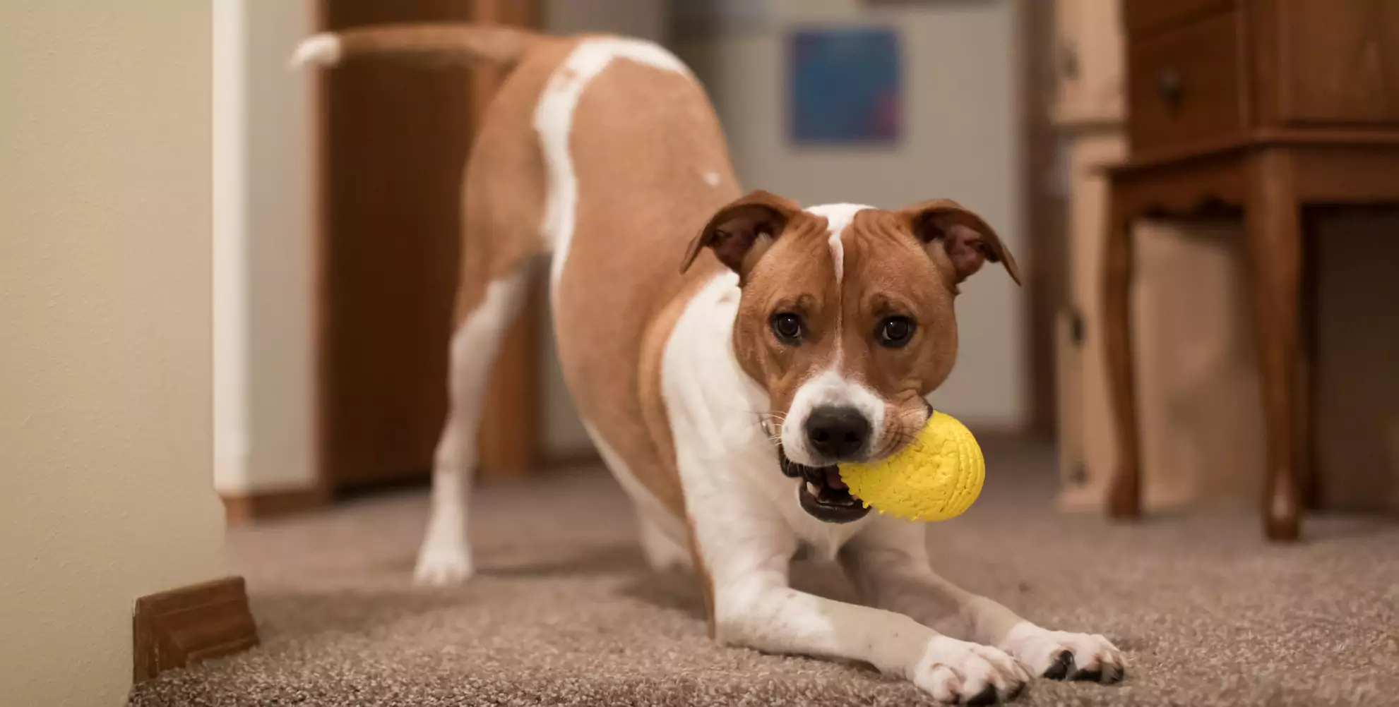 6 Ways to Keep Your Dog Happy on Indoor Days