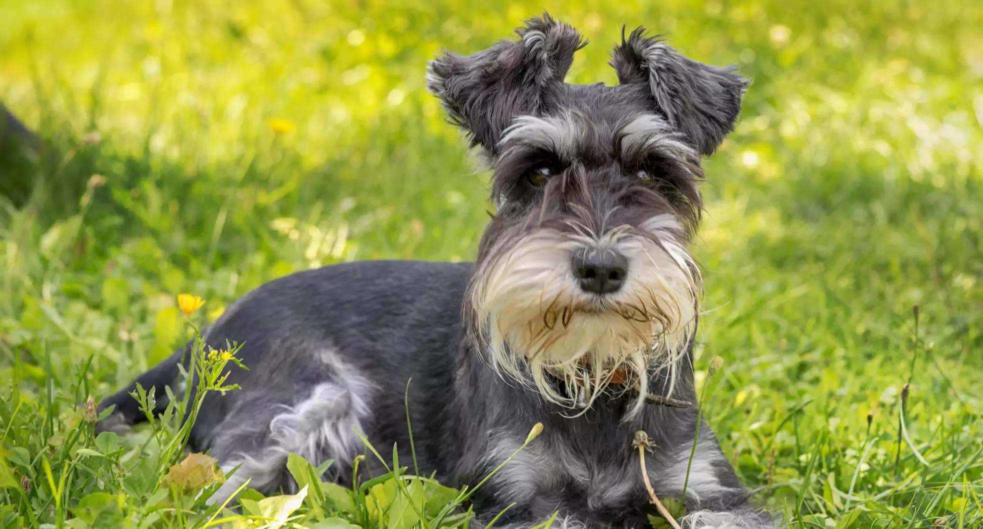 The Schnauzer Guide: Personality, History, Training, Food, and More