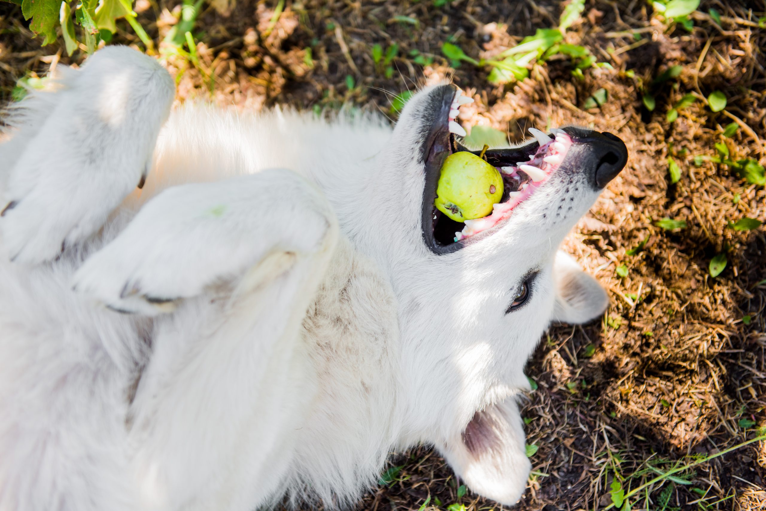 How to Help A Choking Dog