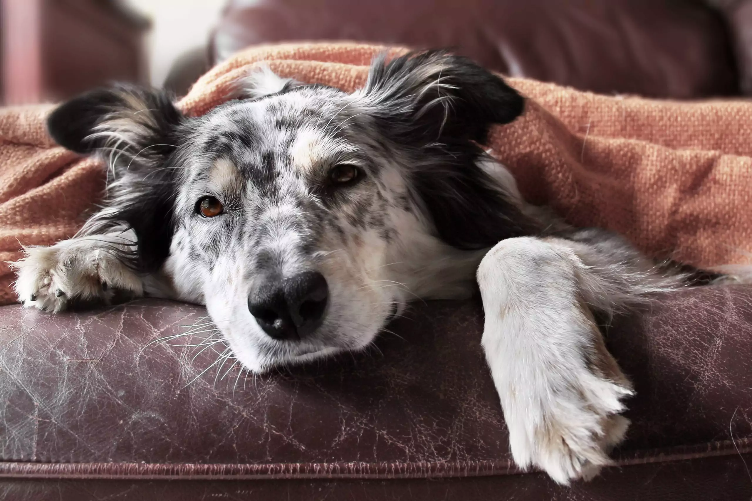 What You Need to Know About Canine Influenza