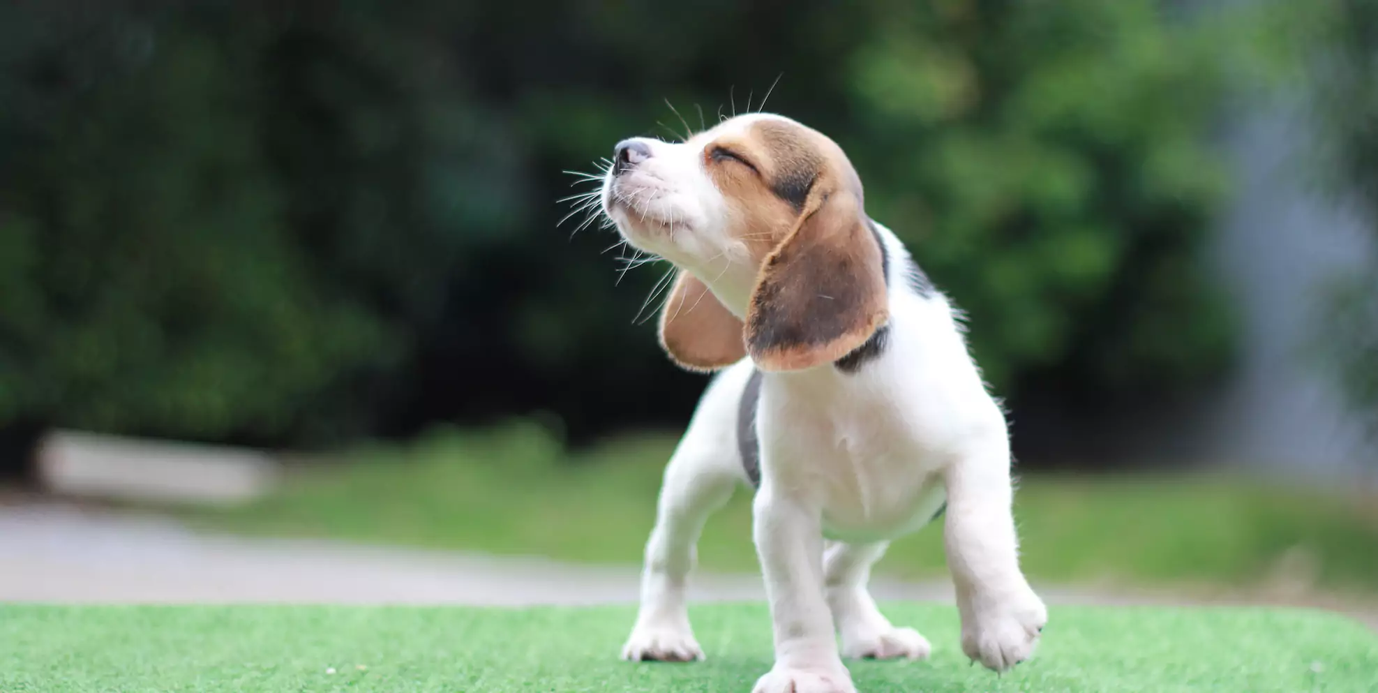 Why The Farmer’s Dog Food Is Great For Puppies