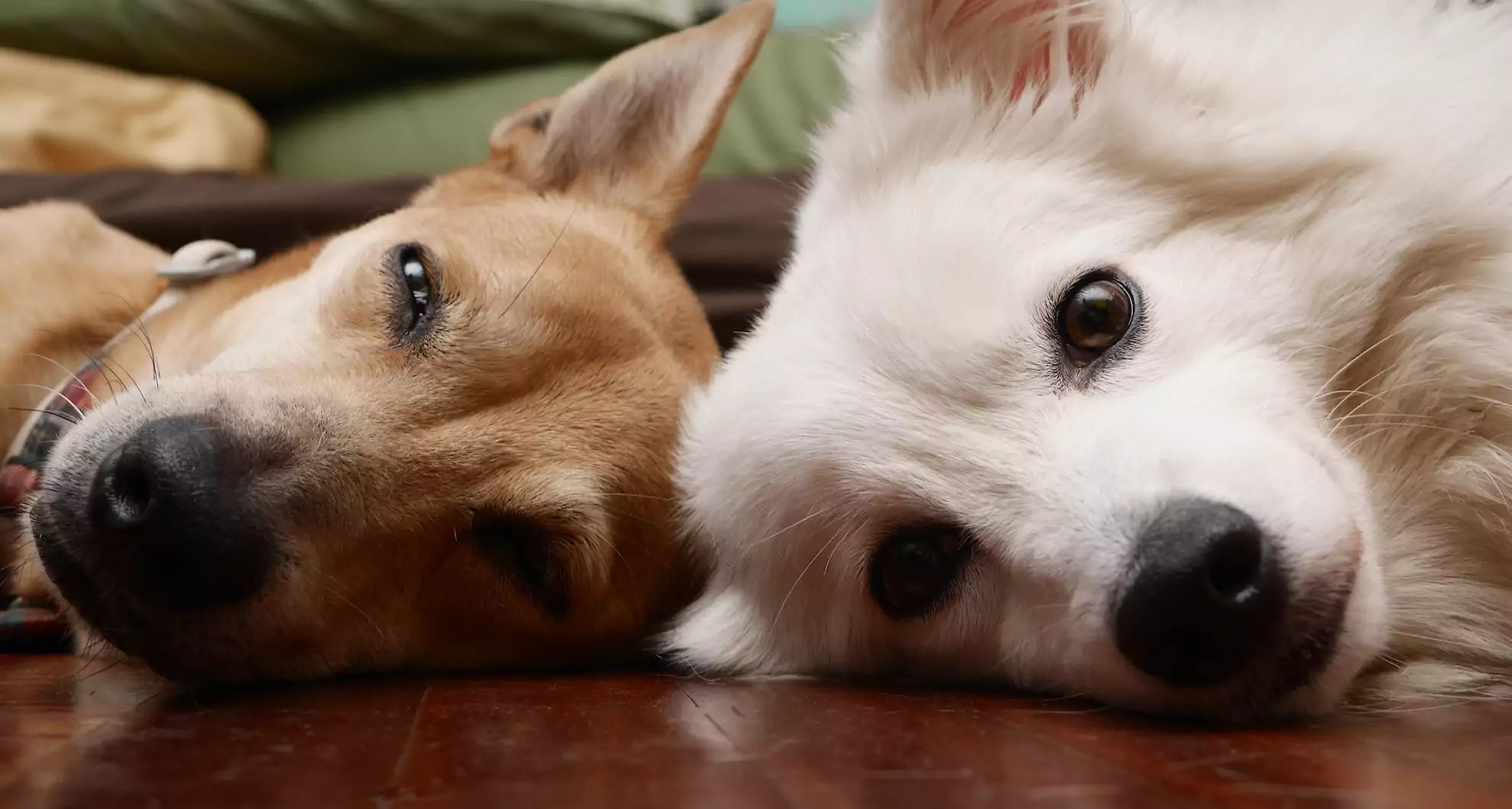 Should I Get A Dog For My Dog?