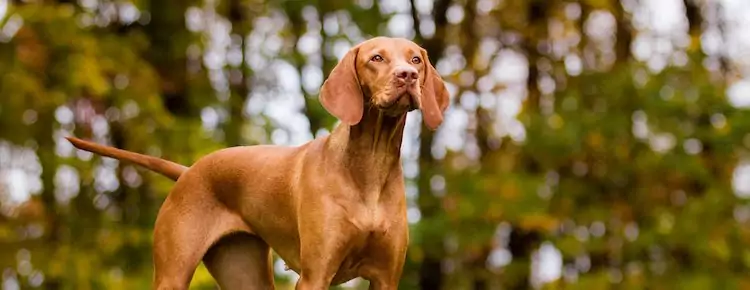 The Vizsla Guide: Personality, History, Training, Food, and More